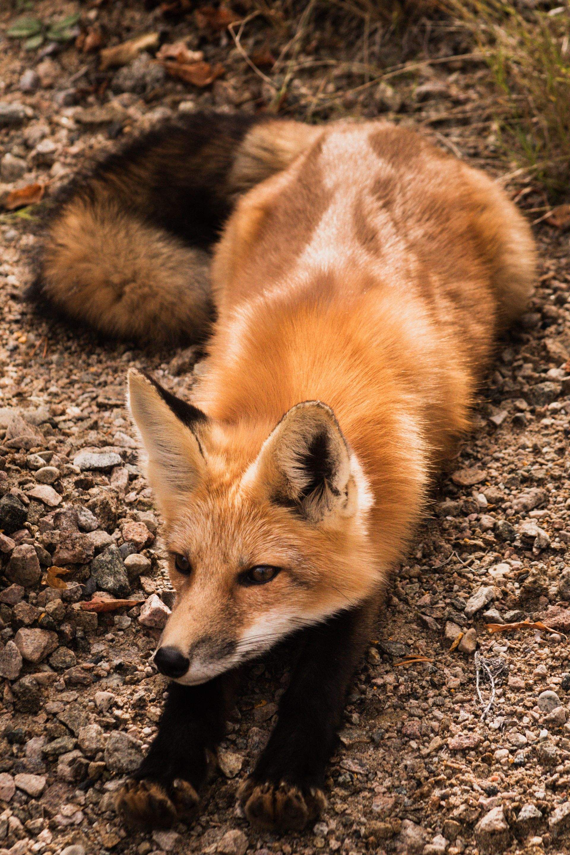 Animals using Ruby by CompanyCam