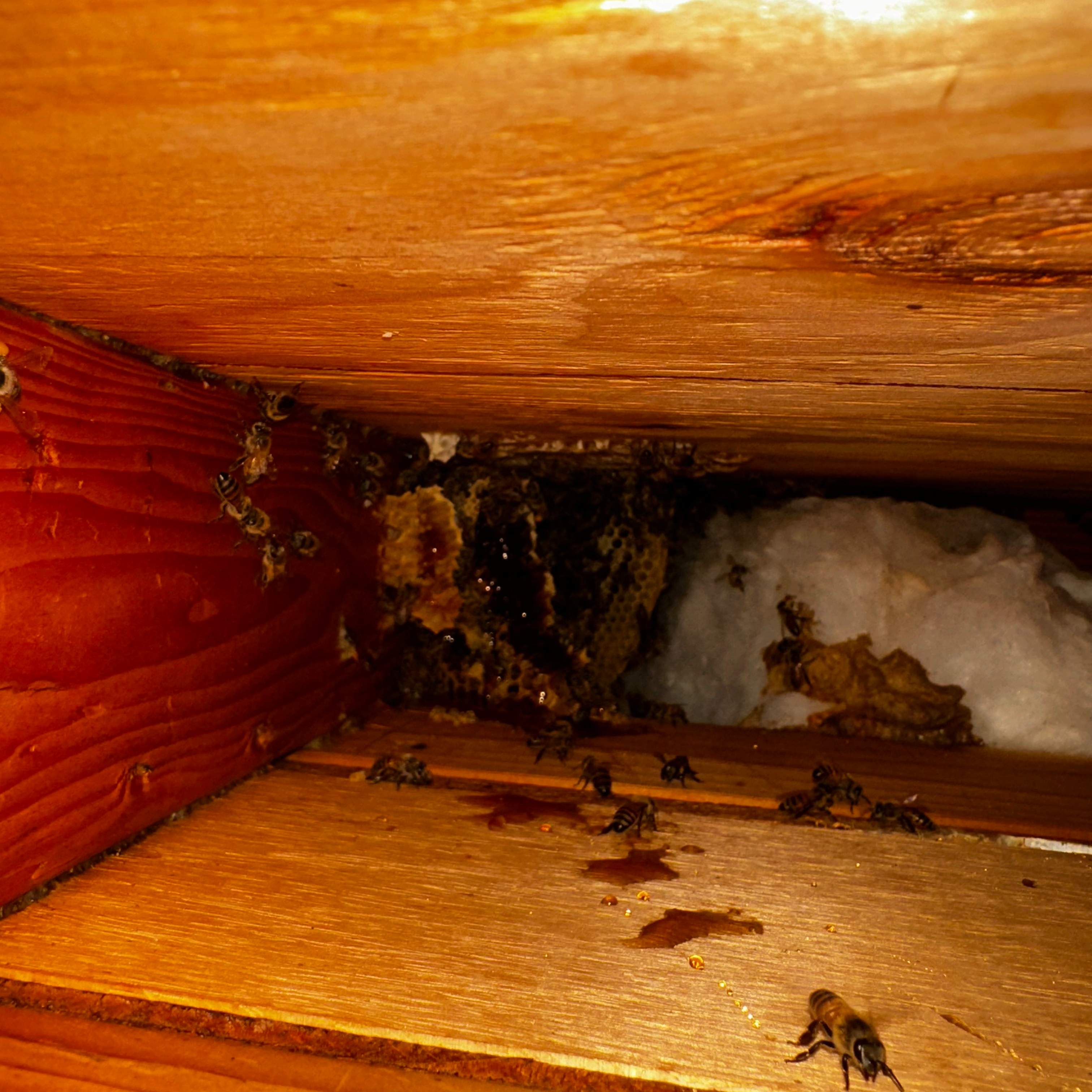 Ceiling Cutout by Rockwall Honey Bee Company