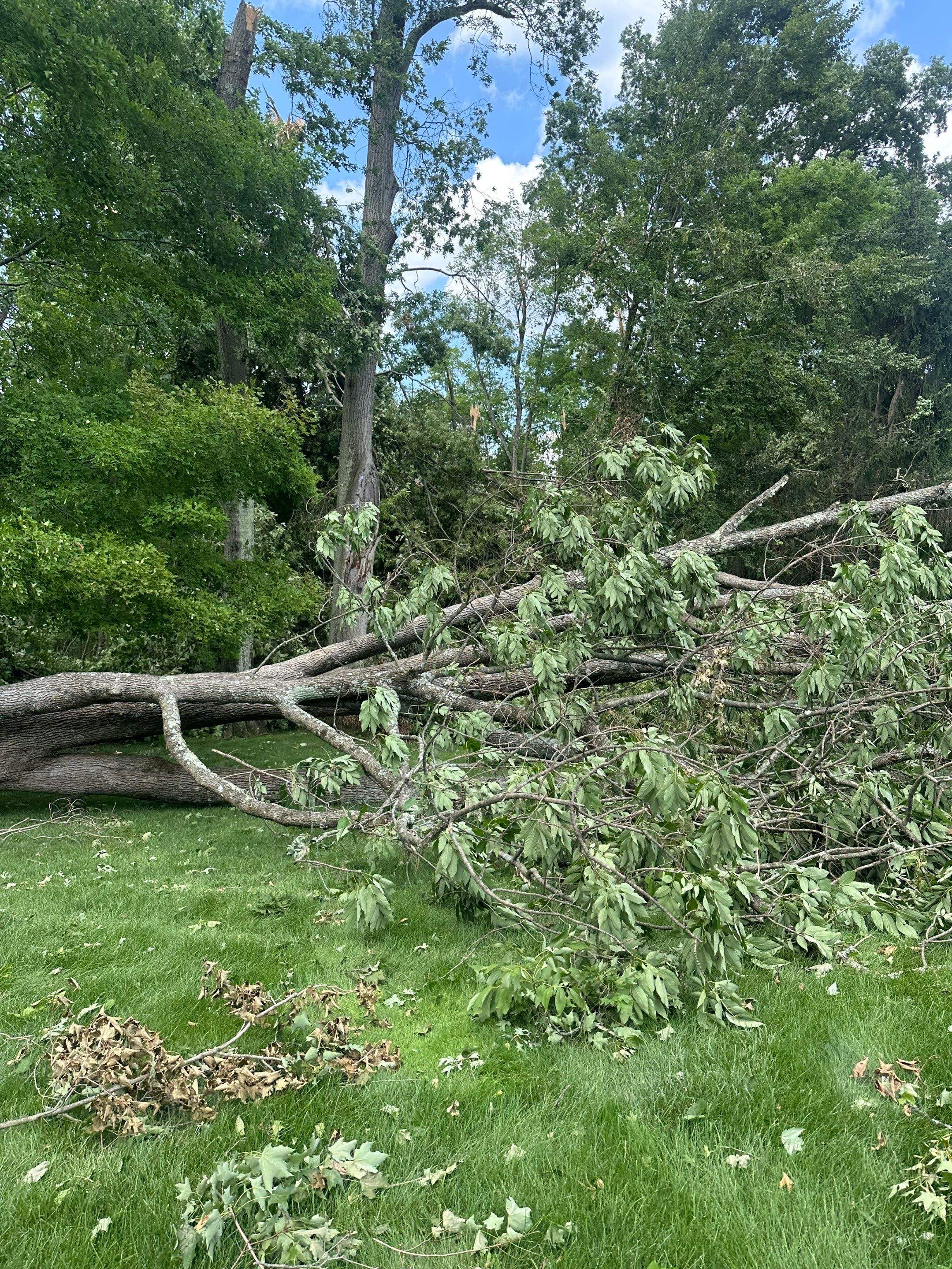 Emergency Tornado Damage Cleanup and Hazardous Tree Removal in Harrison by Fox Hill Luxury Real Estate Services