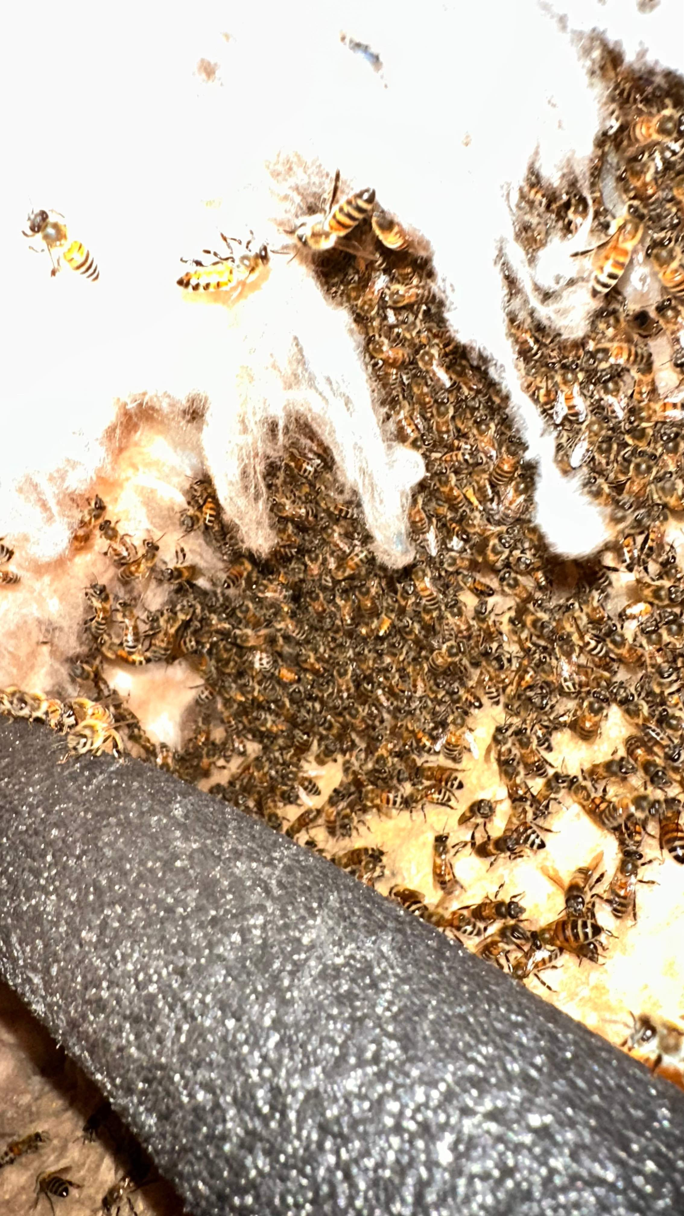 Interior Wall by Rockwall Honey Bee Company