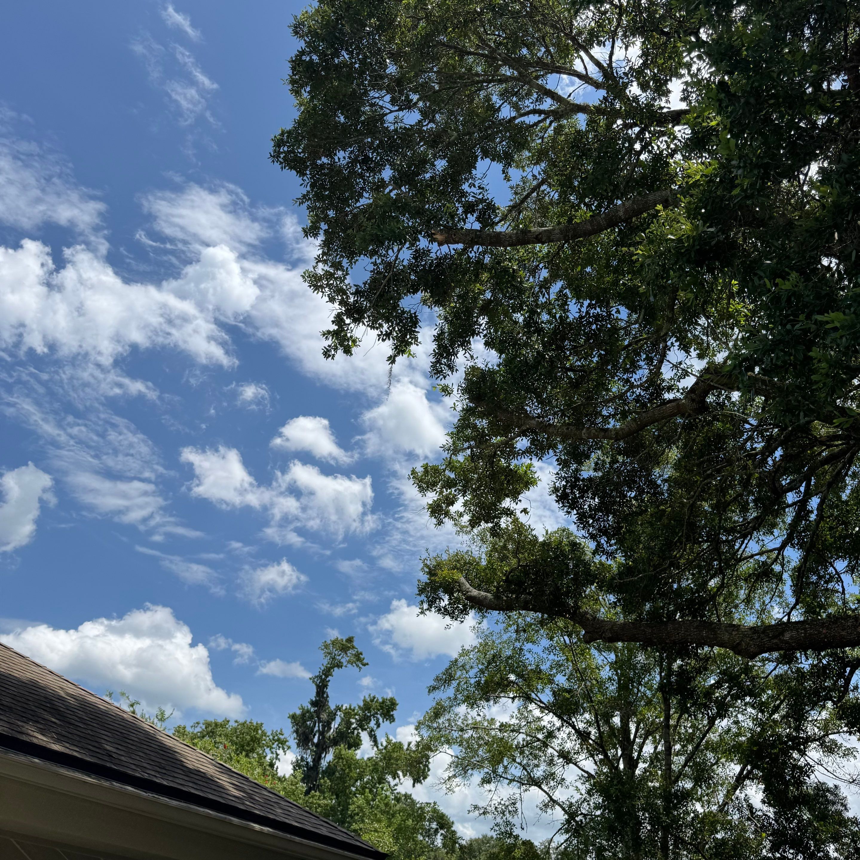 Deerwood Resident | Plant Install & Tree Work by ProGreen Services