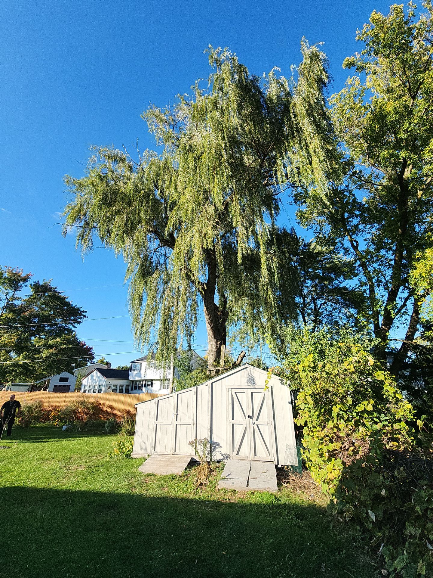 Tree removal of Large Willow  by Treeman Tom LLC