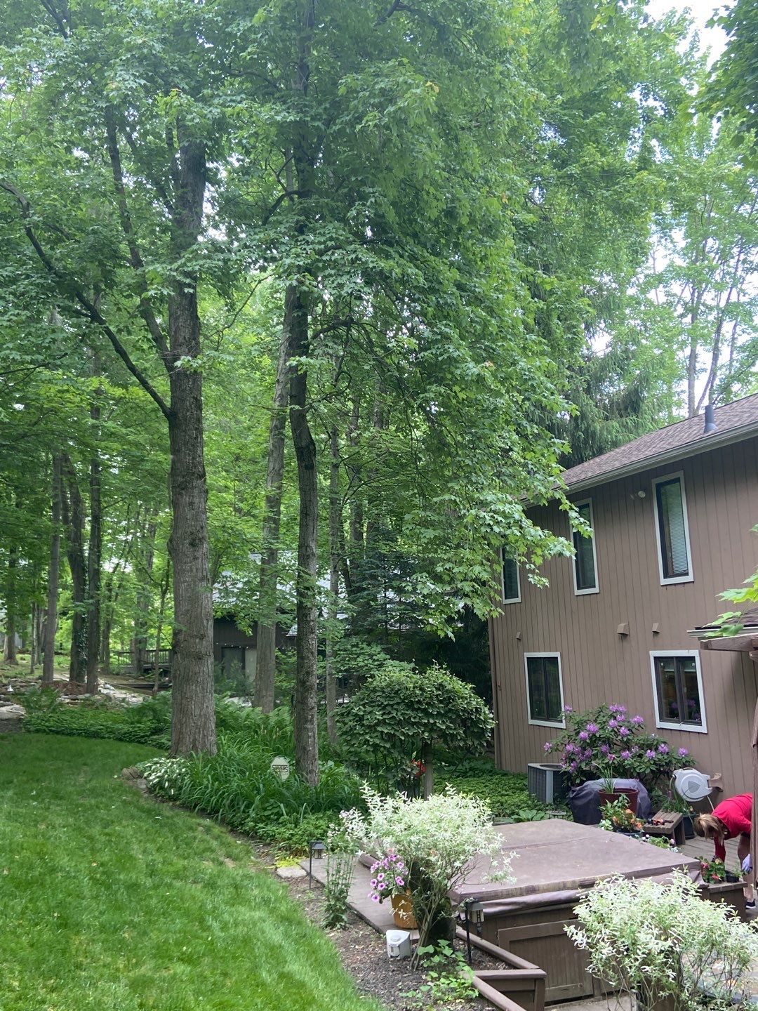 Tree Trimming using Tree Pruing by Mike Jones & Sons Tree Service LLC 