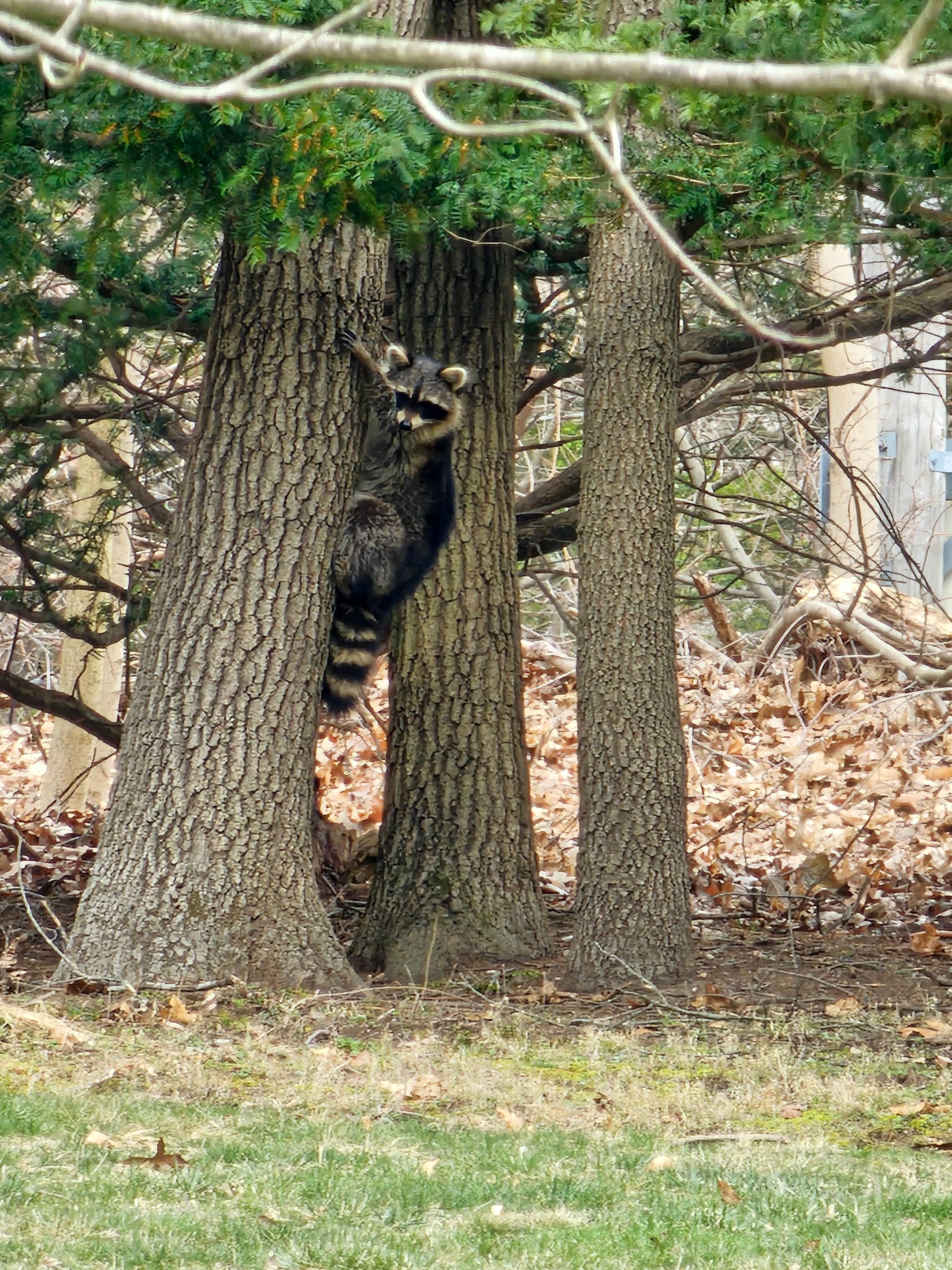 White cedar shingles and windows in Wayland, MA by UBrothers Construction