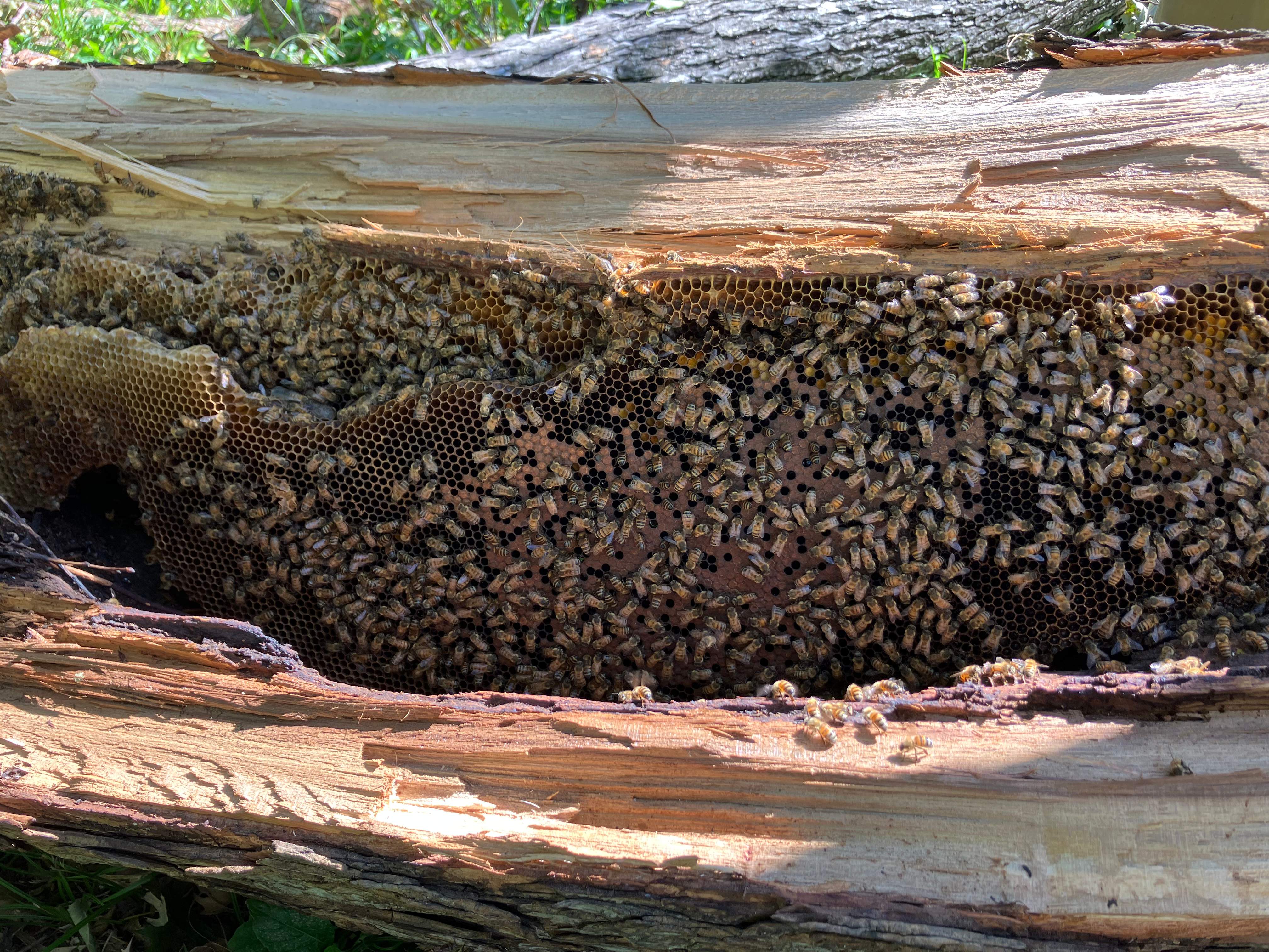 Massive. Tree. Period. by Rockwall Honey Bee Company