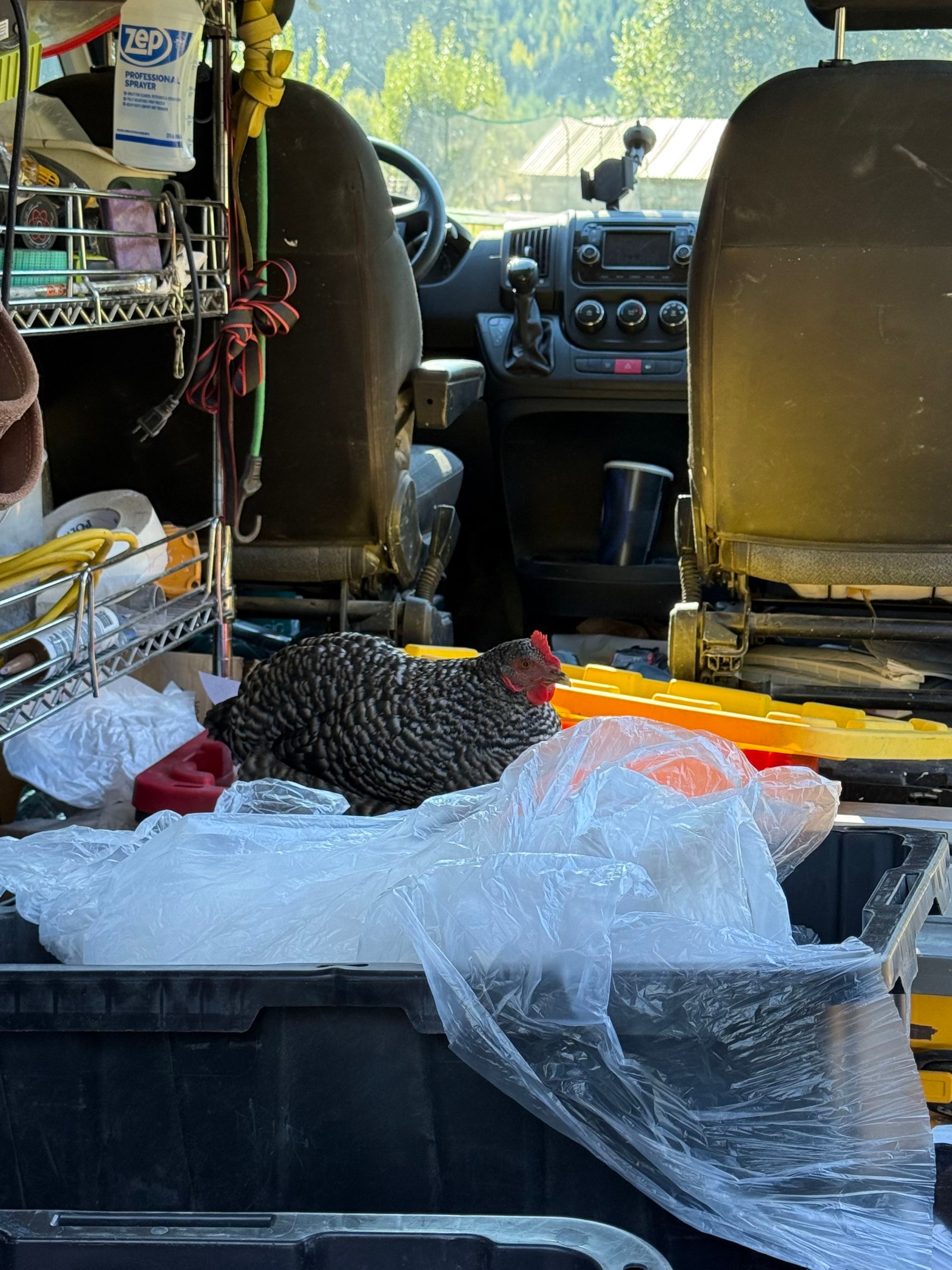 Beth Fire by Adams restoration