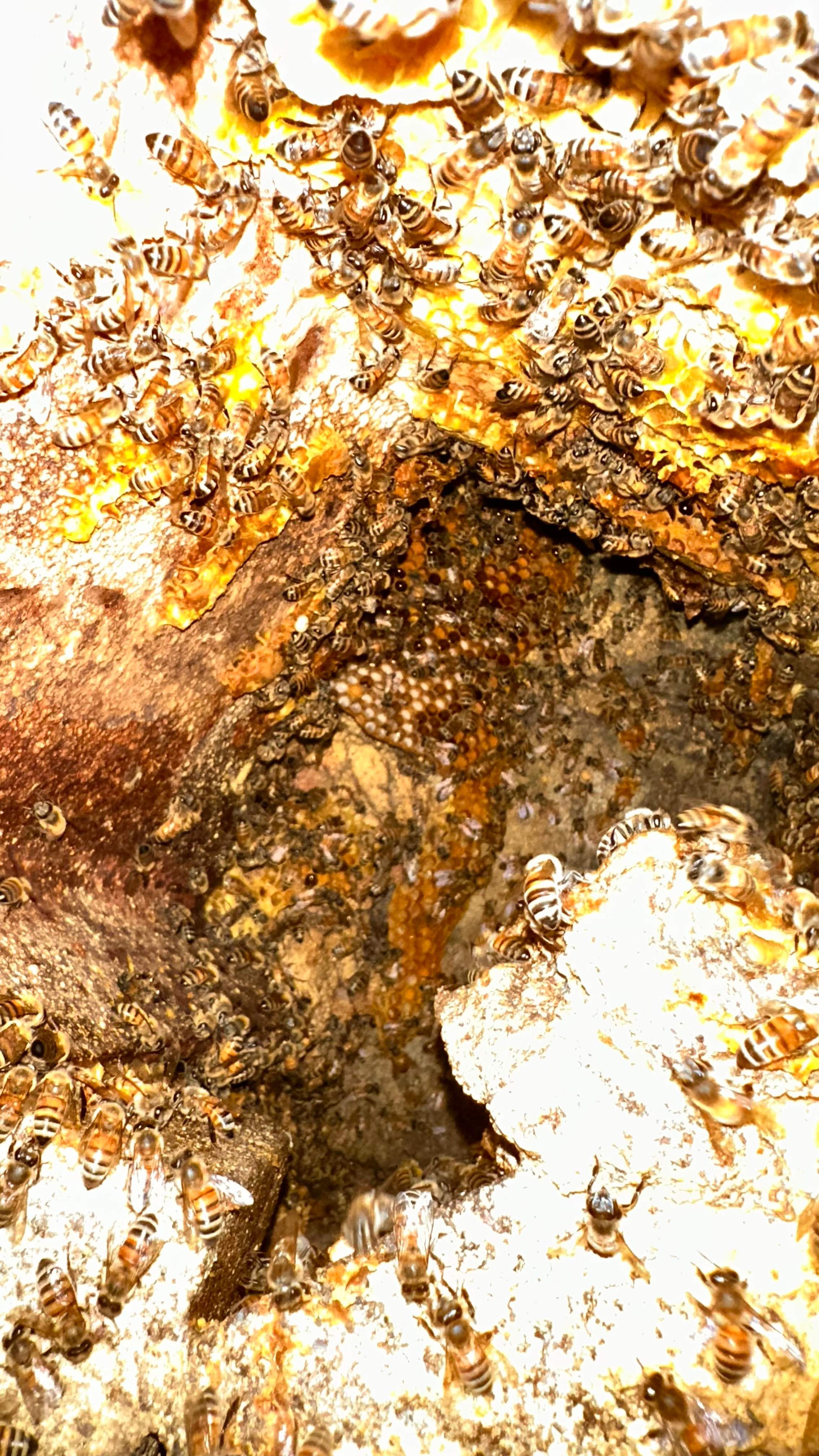 Art Gallery by Rockwall Honey Bee Company