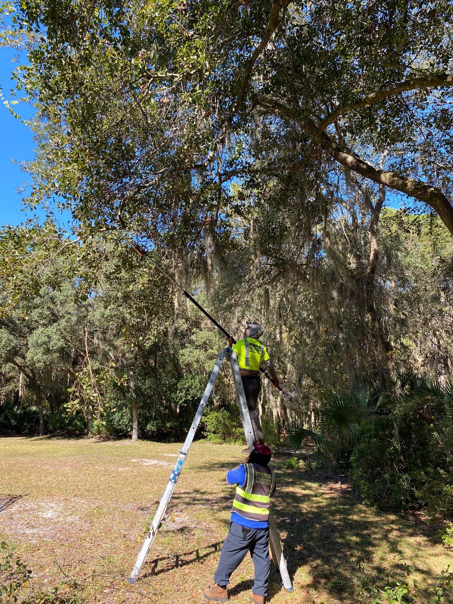 Deerwood Residence | Tree Work by ProGreen Services