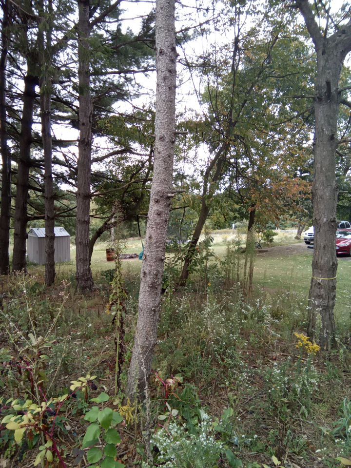 Tree Removal using Tree Removal by Mike Jones & Sons Tree Service LLC 