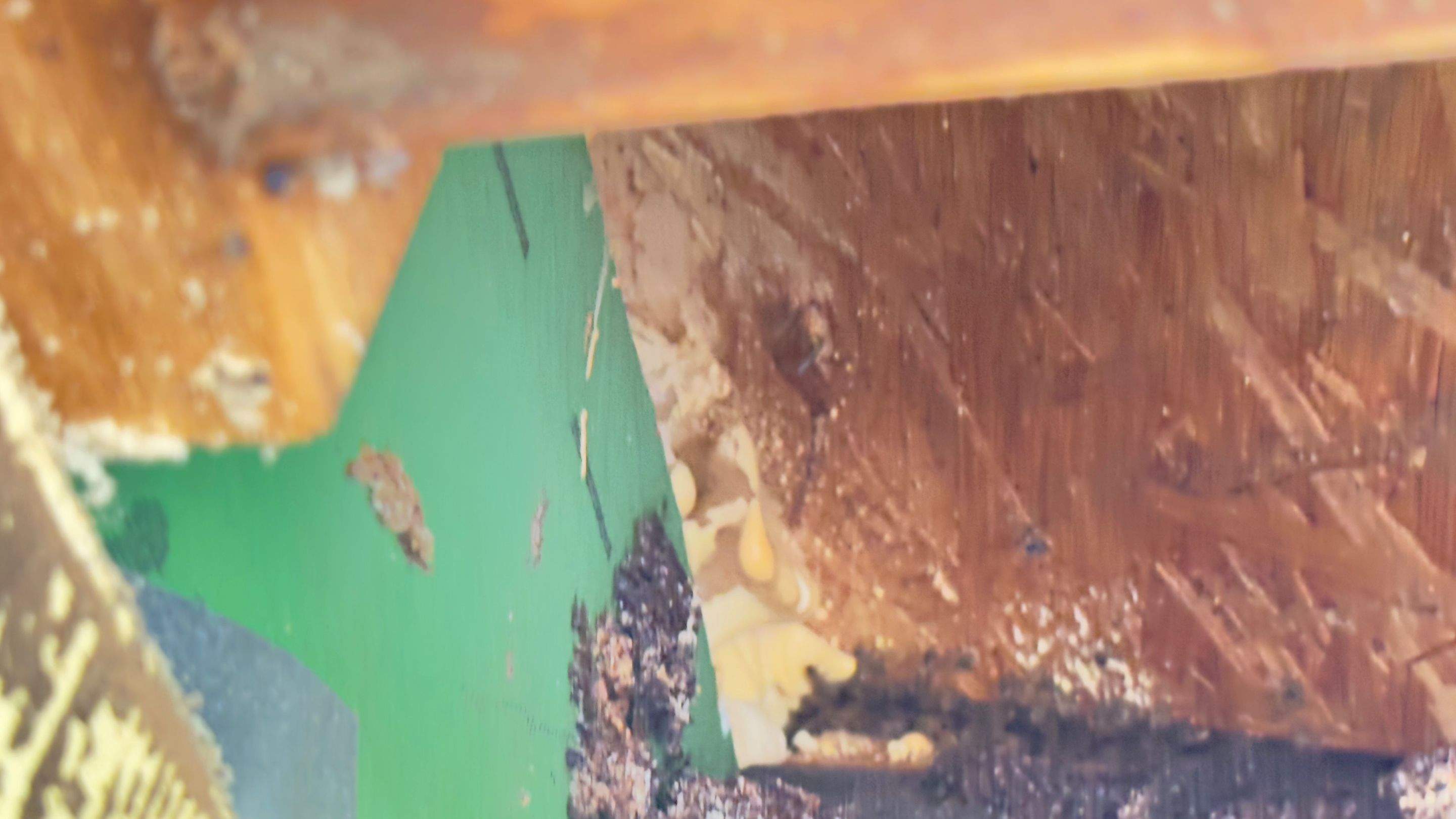 Hide-and-Seek by Rockwall Honey Bee Company