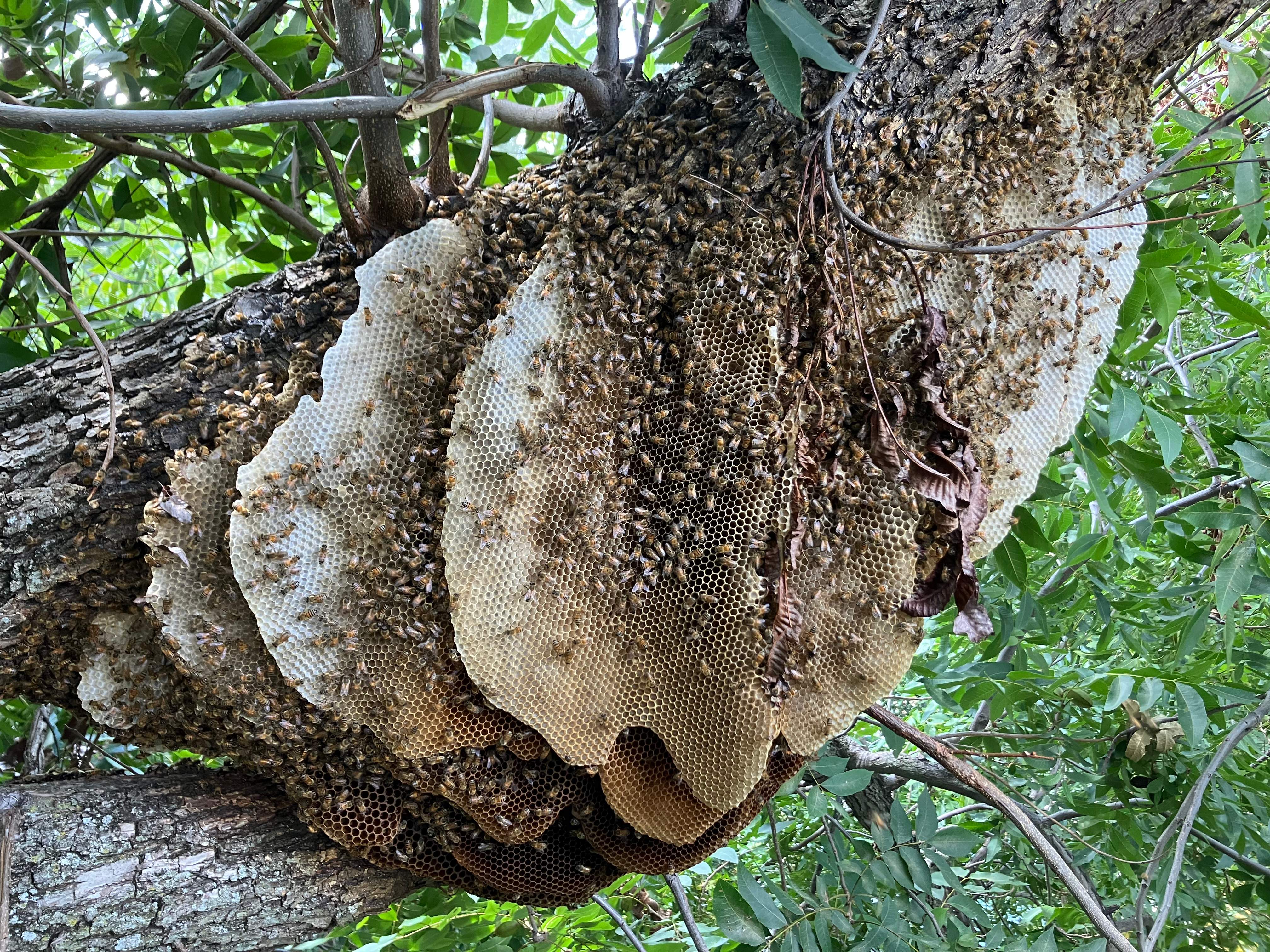 Open-Air Massive Colony by Rockwall Honey Bee Company