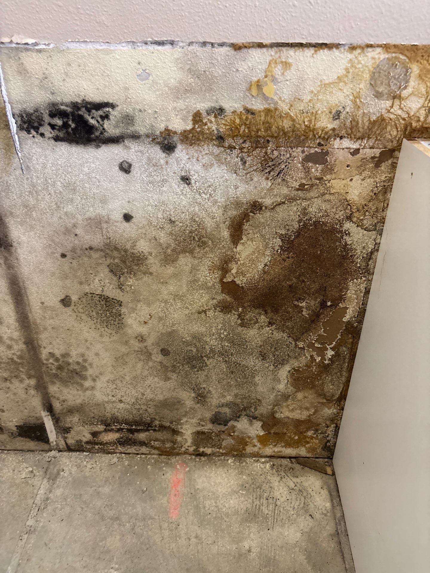 Mold Damage Inspection & Removal In Parrish, FL by Ampm Restoration Services