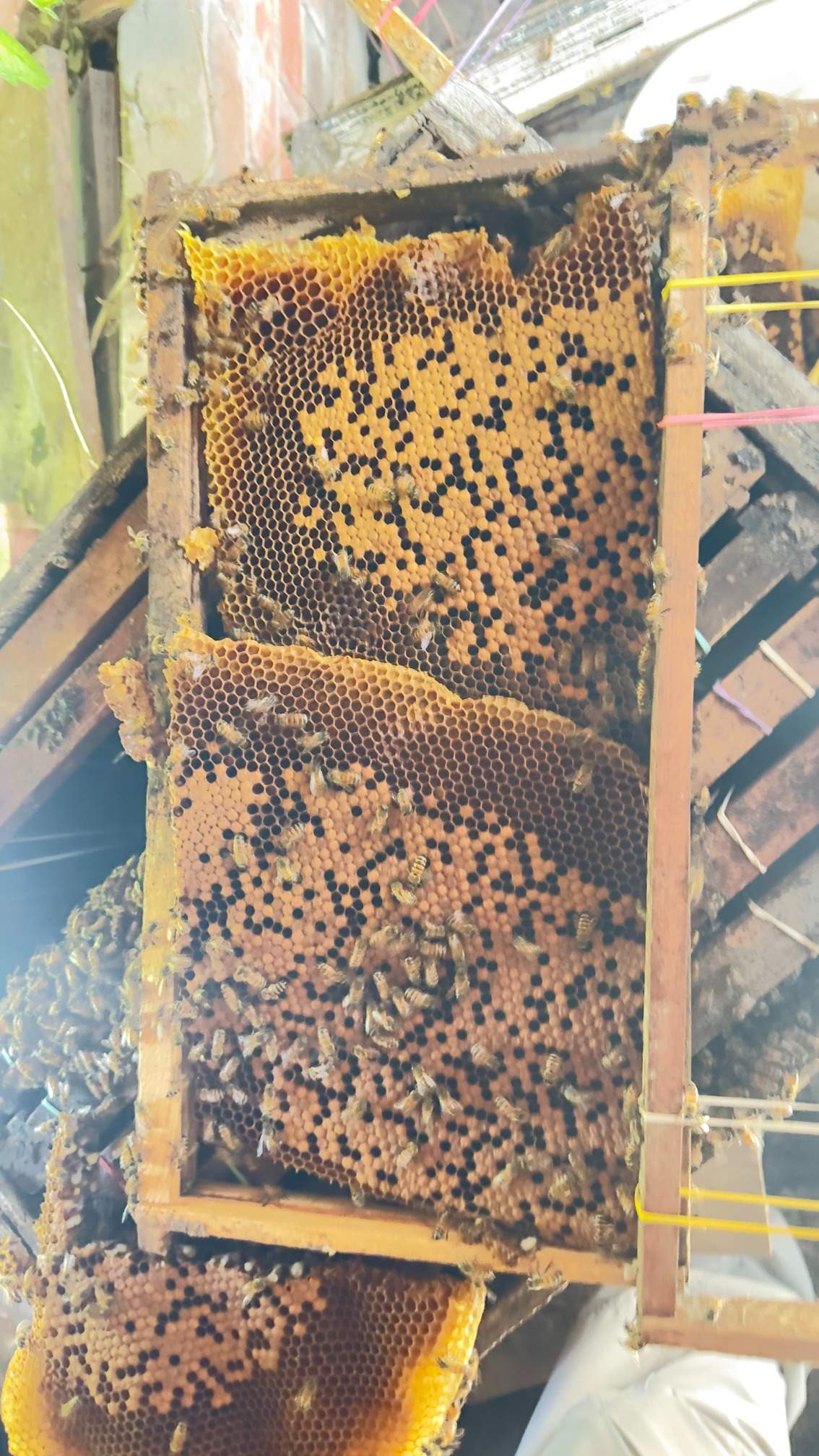 Open Air Garage Beesli by Rockwall Honey Bee Company