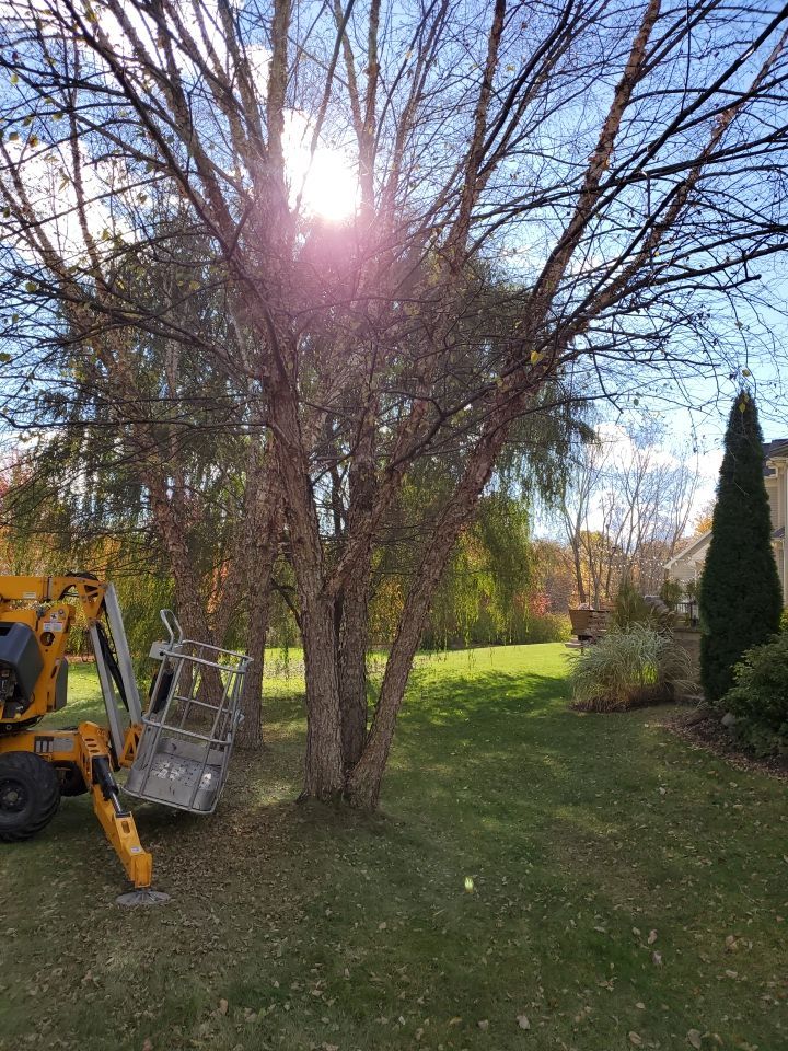 Tree Removal using Tree Removal by Mike Jones & Sons Tree Service LLC 