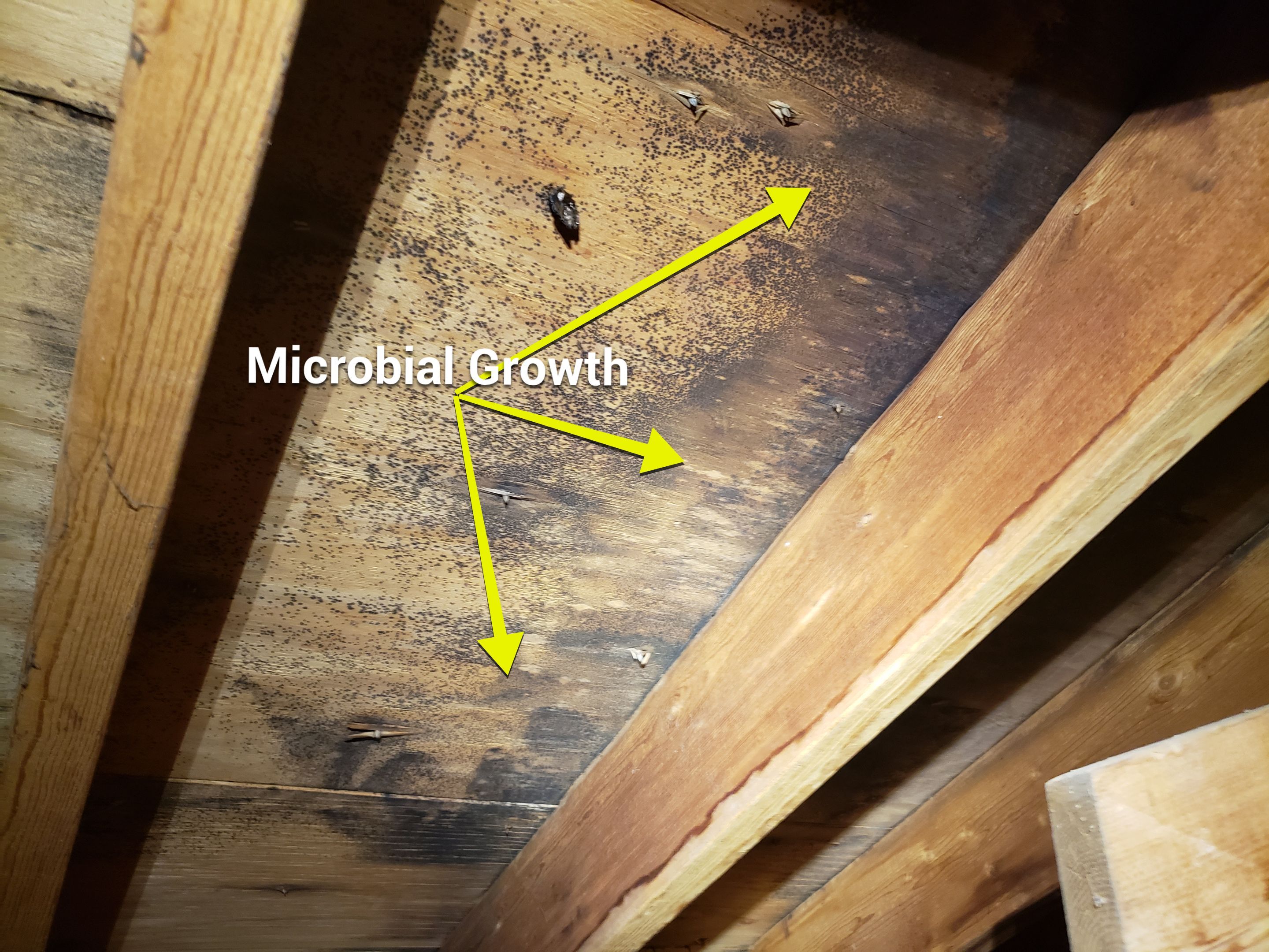 Attic Mold Remediation by Chicagoland Water Medics