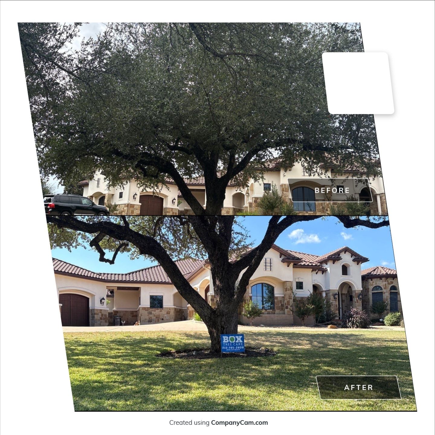 Box Tree Care featured photo.