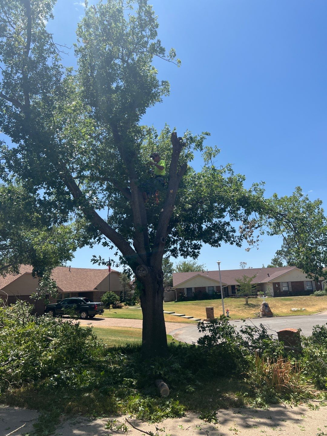 Tree Removals by Clays Services Inc