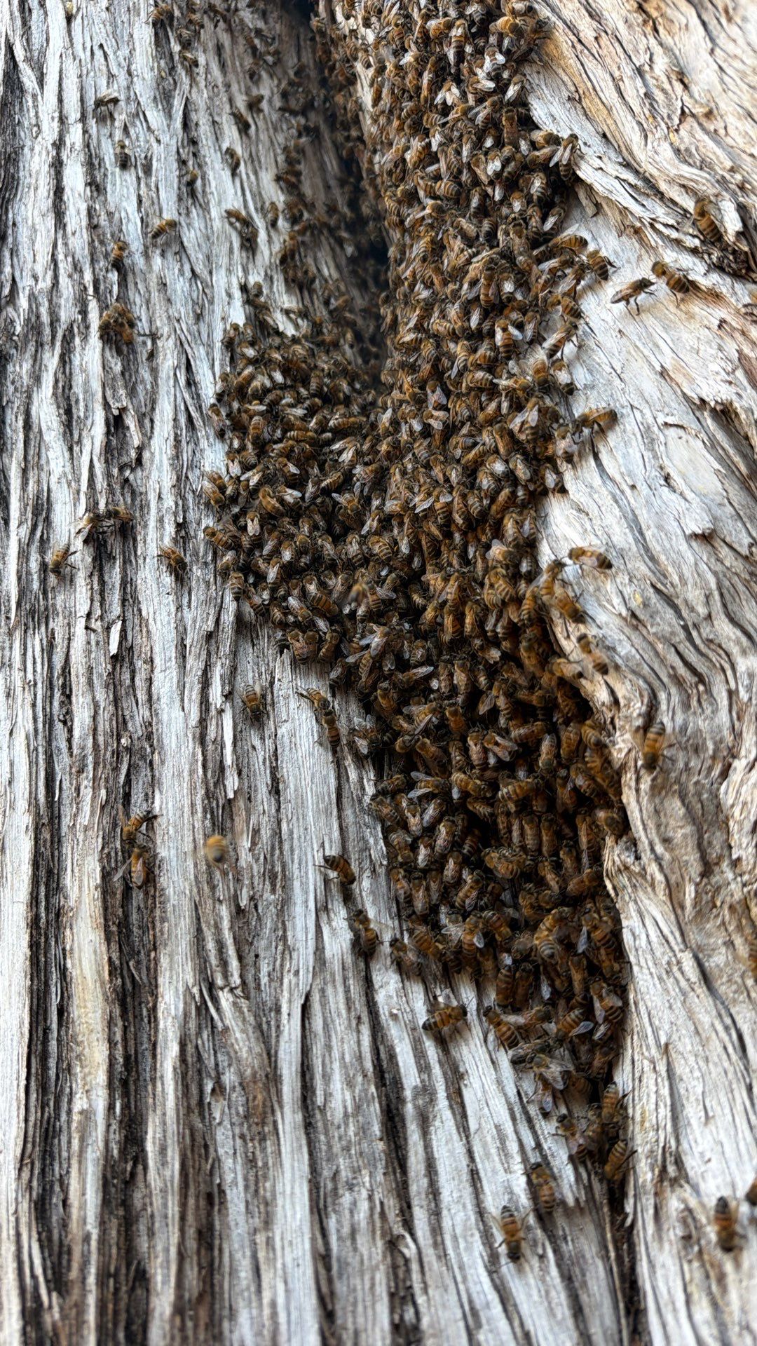 Cavern-Crack Tree Bees by Rockwall Honey Bee Company