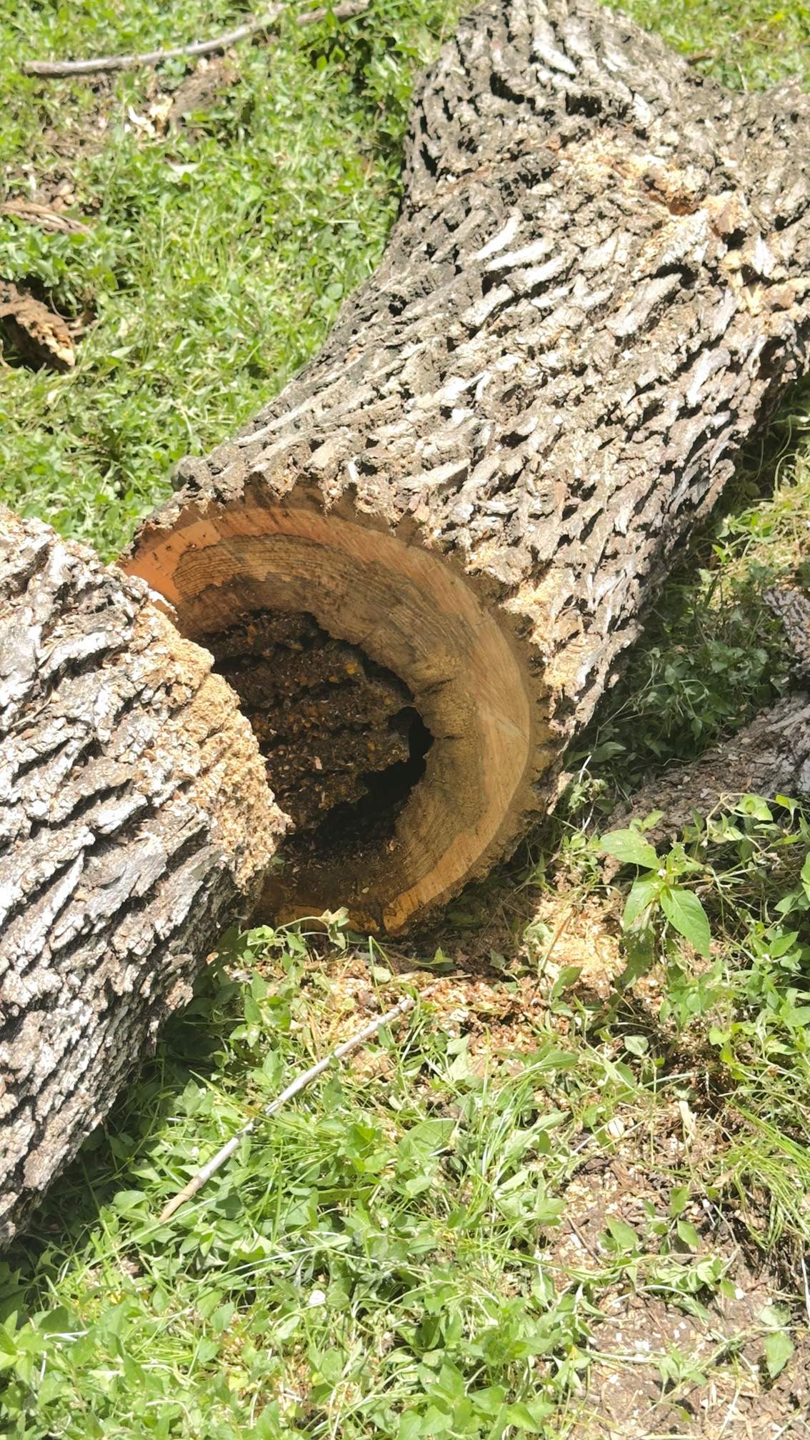 Two Trees One Yard by Rockwall Honey Bee Company