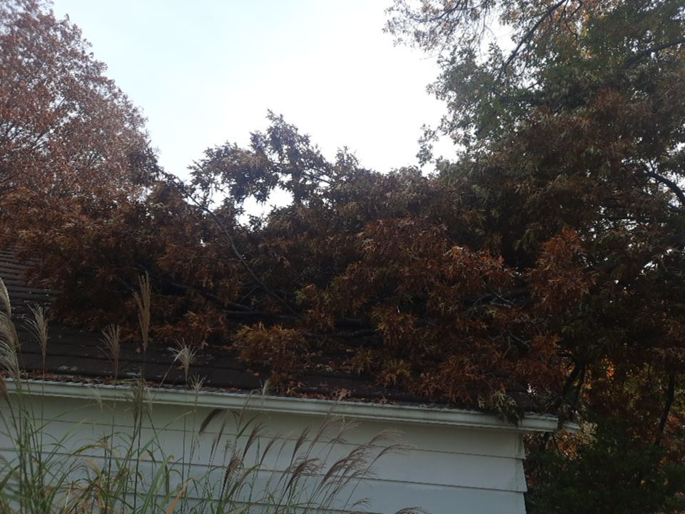 Tree Removal using Tree Removal by Mike Jones & Sons Tree Service LLC 