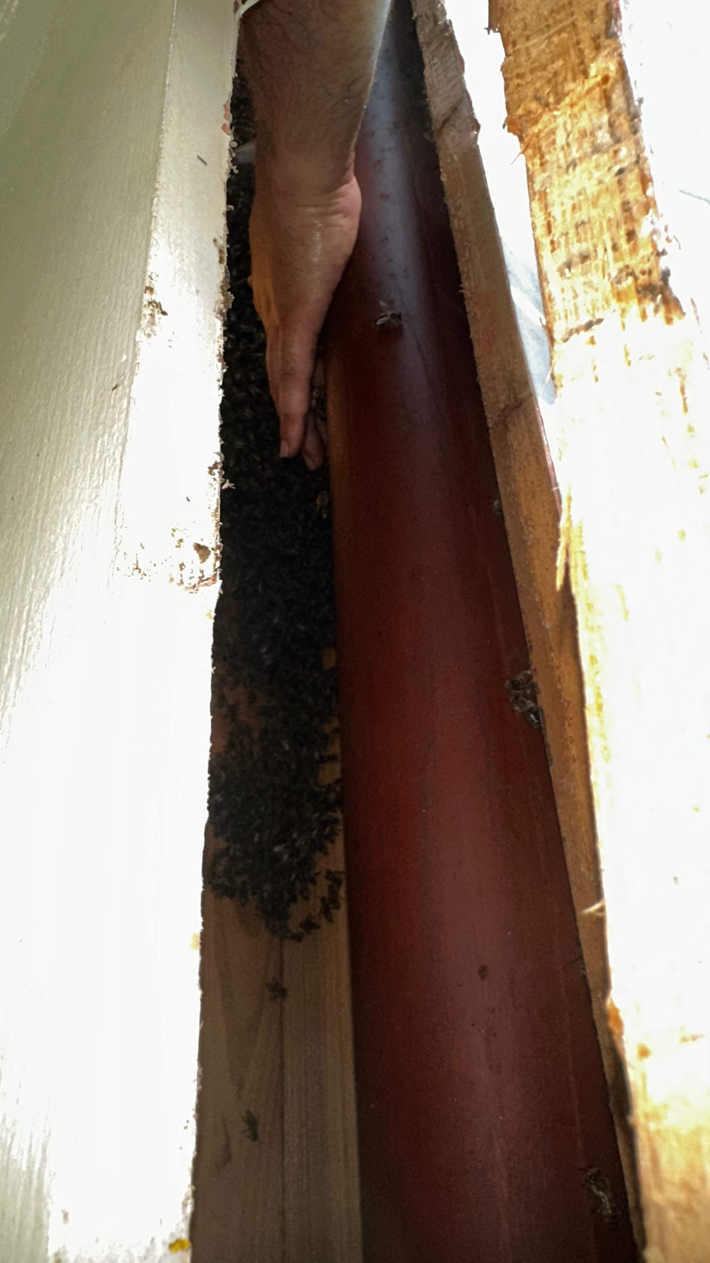 Column Bees by Rockwall Honey Bee Company