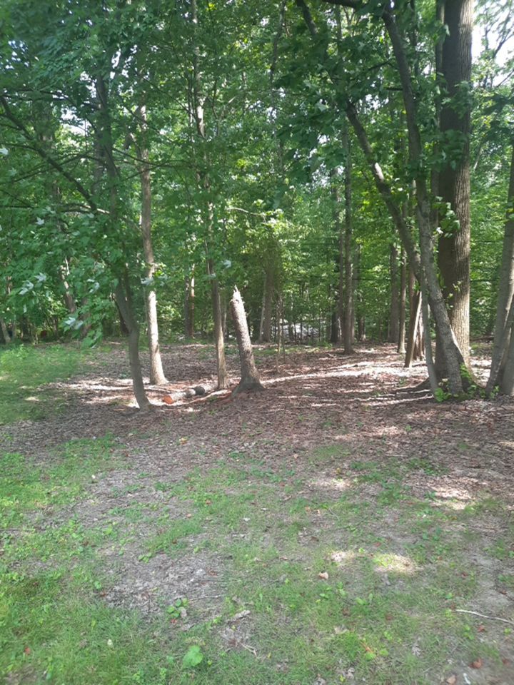 Tree Removal using Tree Removal by Mike Jones & Sons Tree Service LLC 