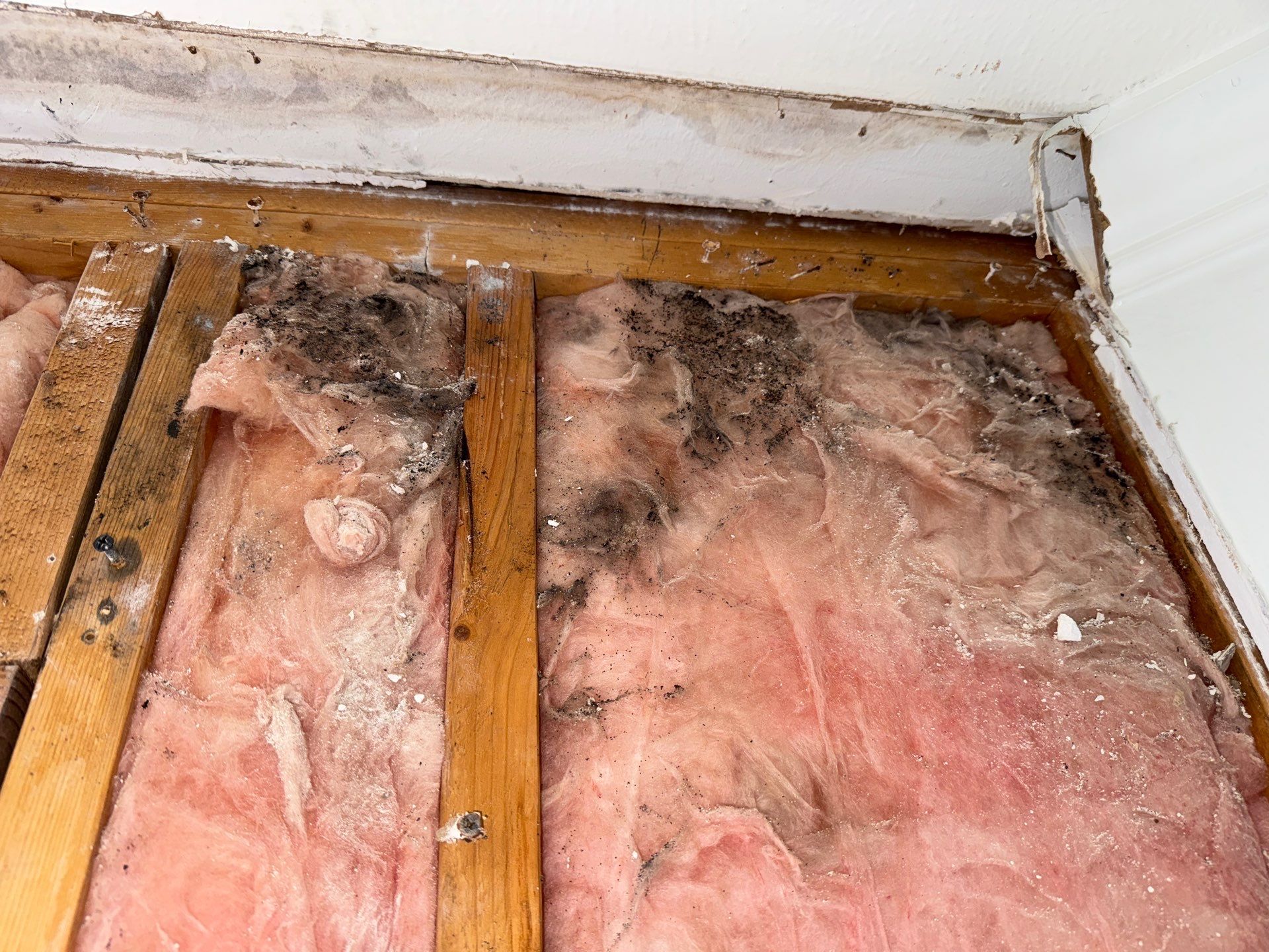 Mold Remediation Job in Richmond by Team Home Solutions