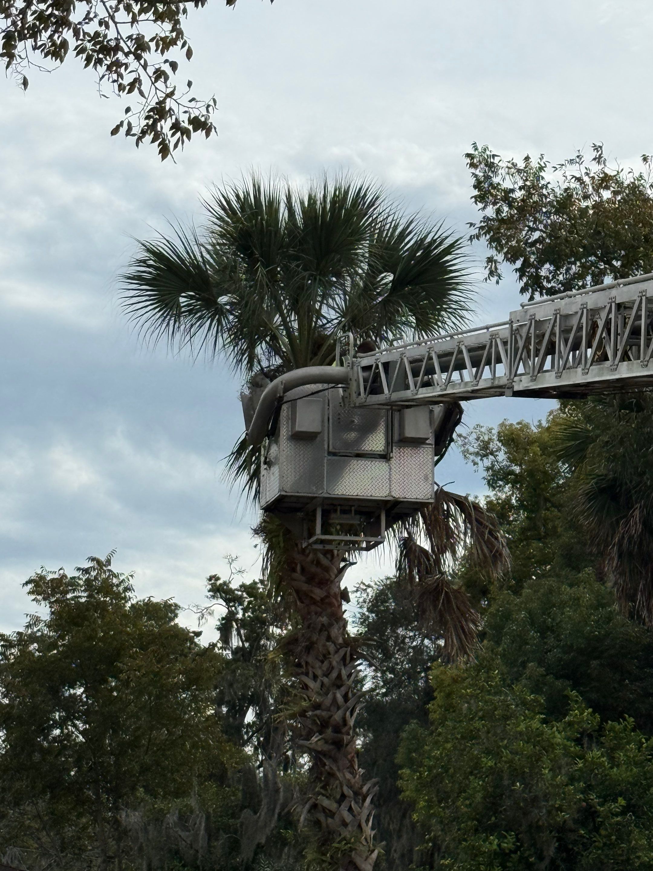 Volunteer Work | Episcopal High School of Jacksonville by ProGreen Services