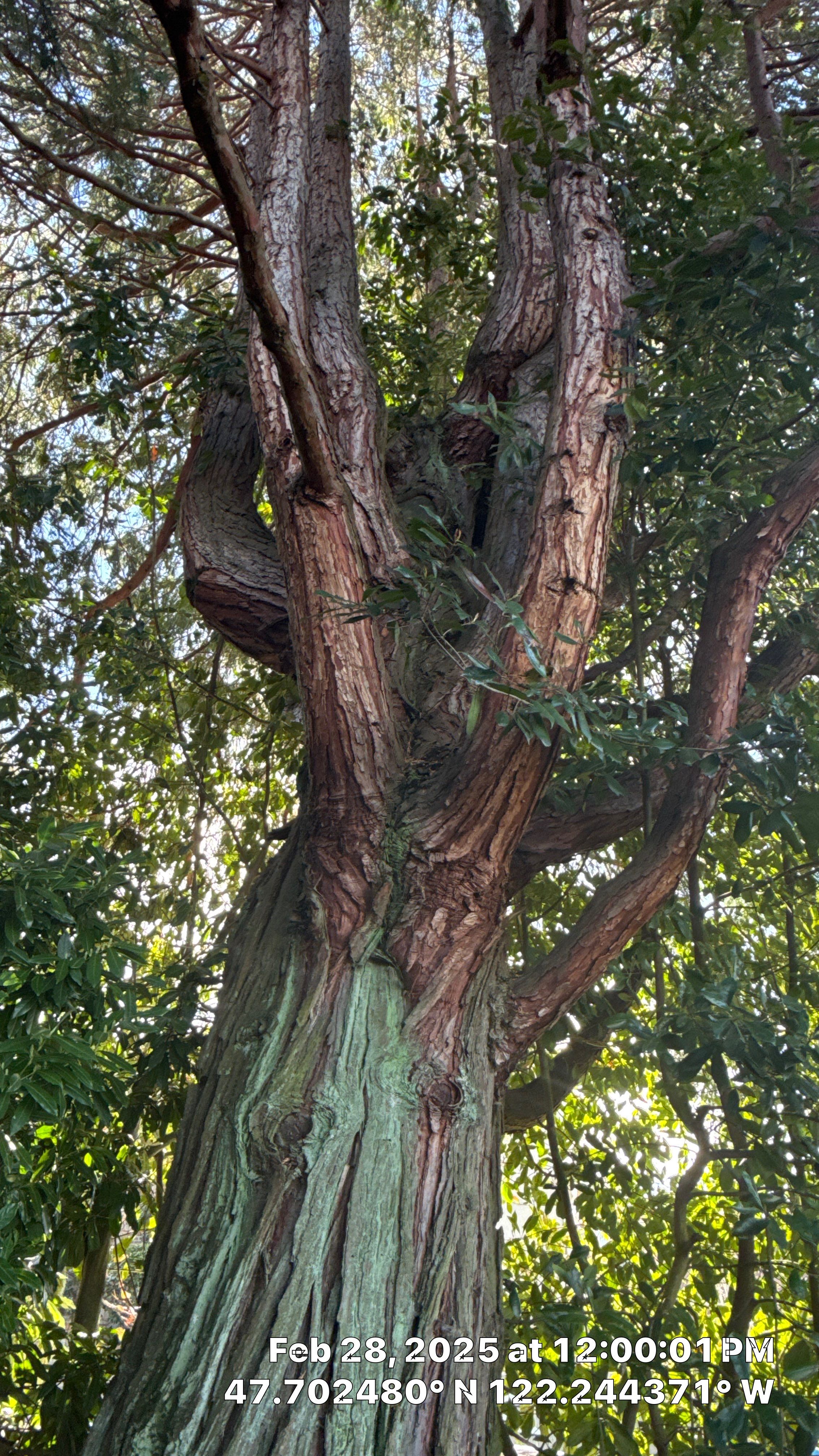 🧾 Tree Support System Assessment & Landmark Tree Risk Report – Holmes Point, Kirkland, WA by Sound Tree Care LLC