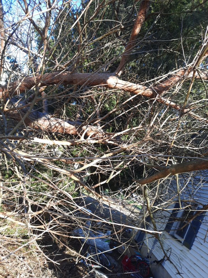 Storm Damaged Tree Removal  using Tree Removal by Mike Jones & Sons Tree Service LLC 