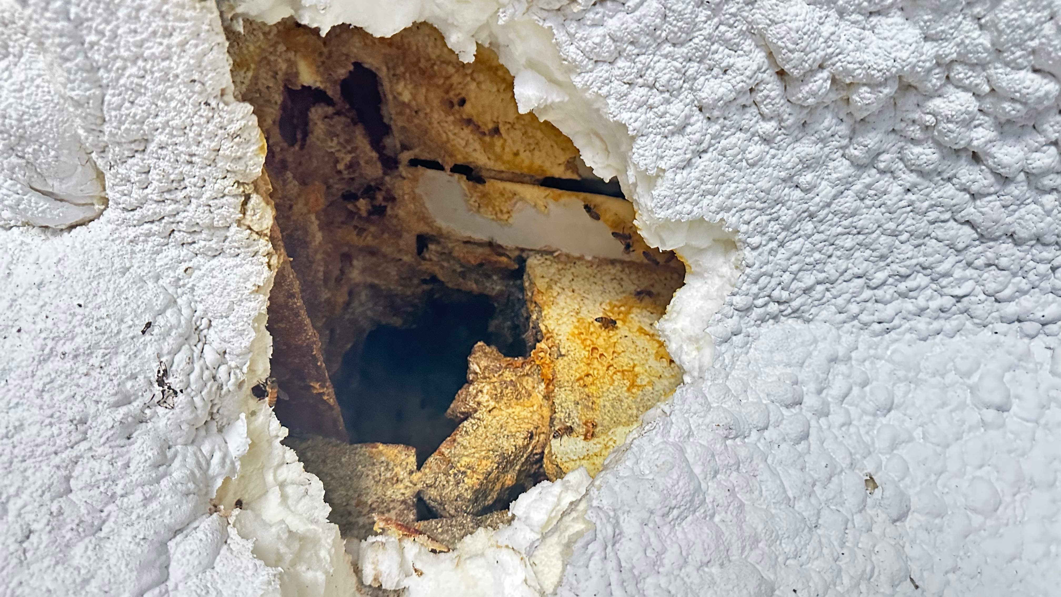 Art Gallery by Rockwall Honey Bee Company