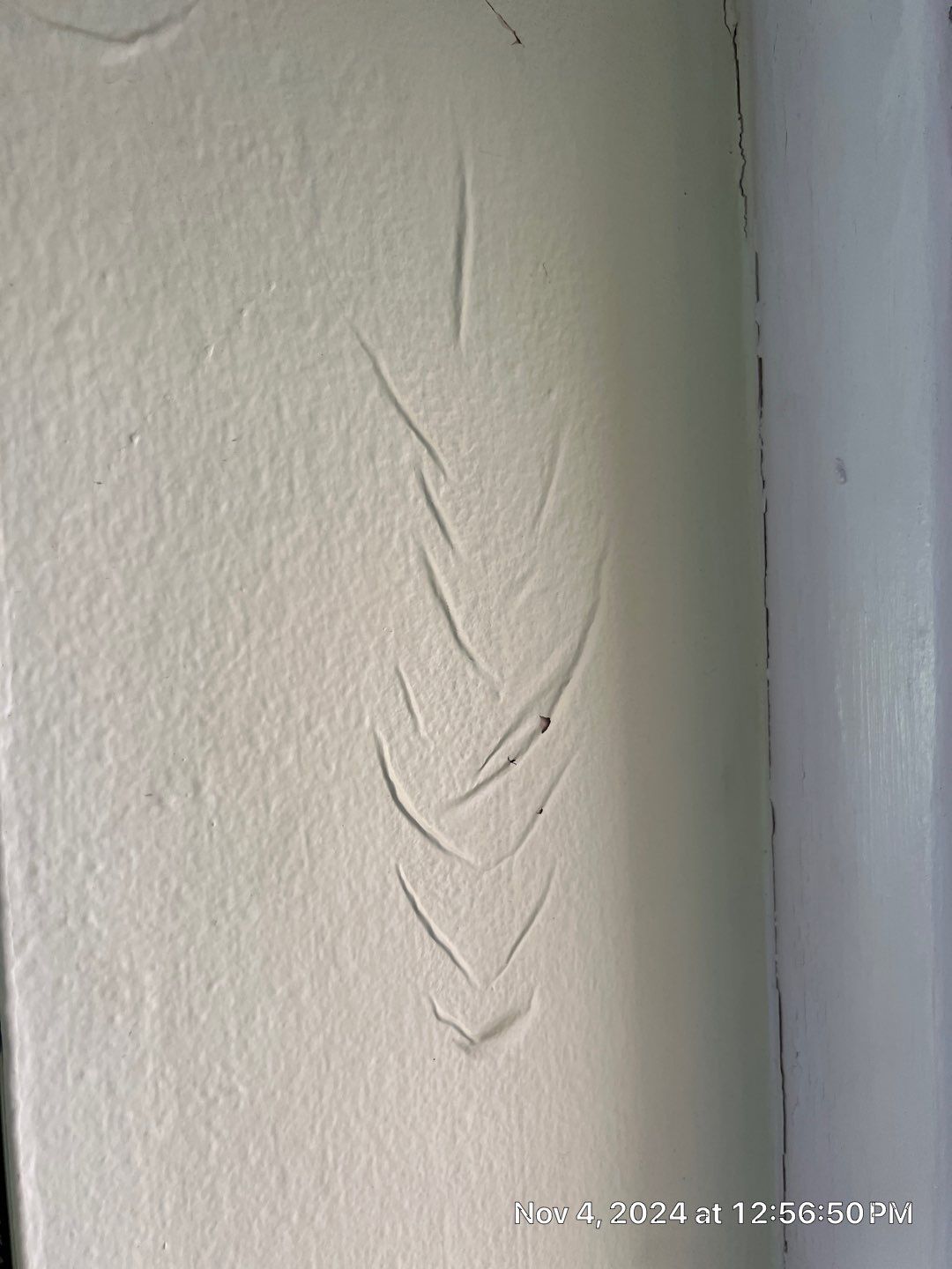 Pebble Springs Mold Remediation by Ampm Restoration Services