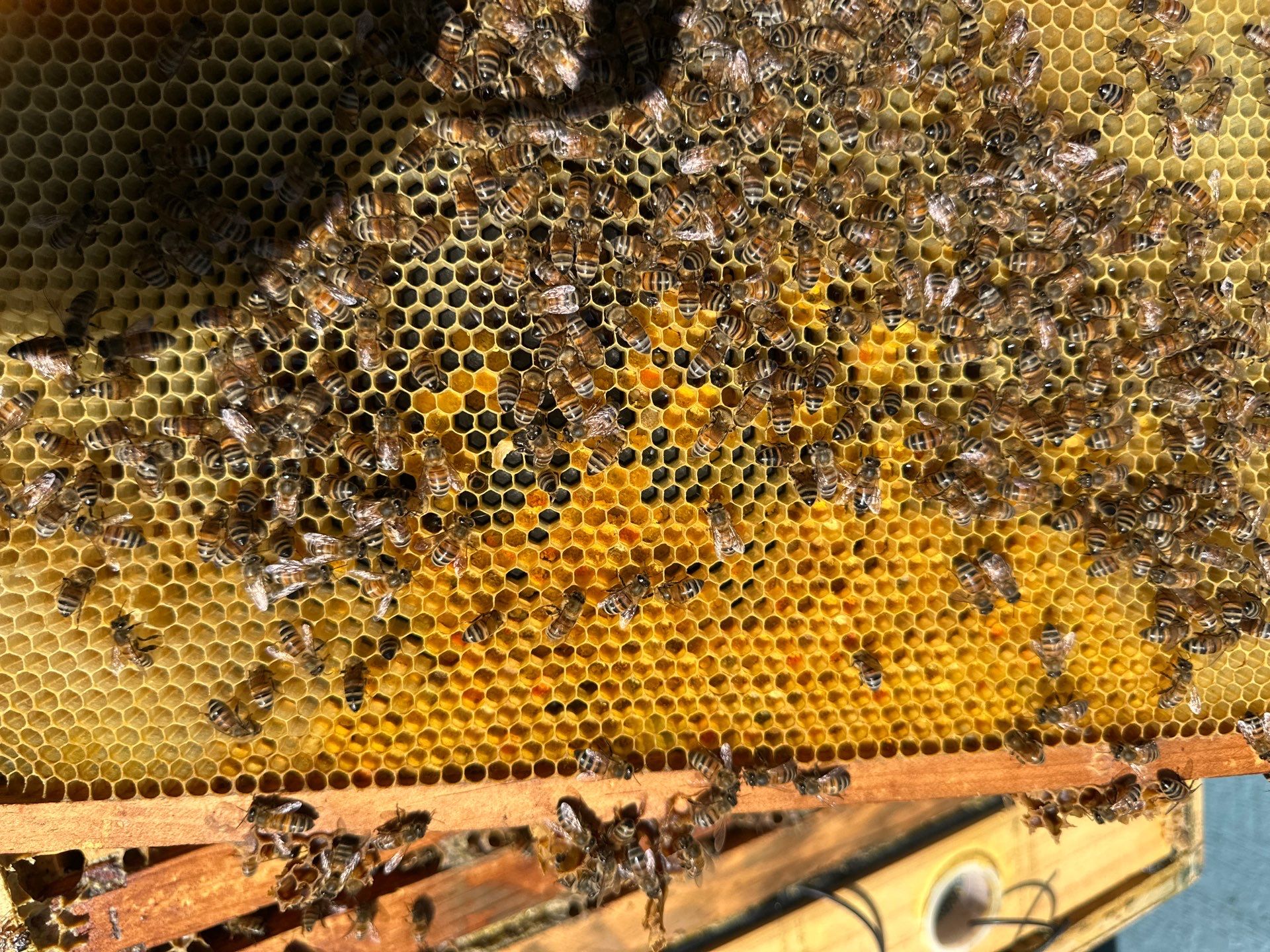 Project in Dallas by Rockwall Honey Bee Company