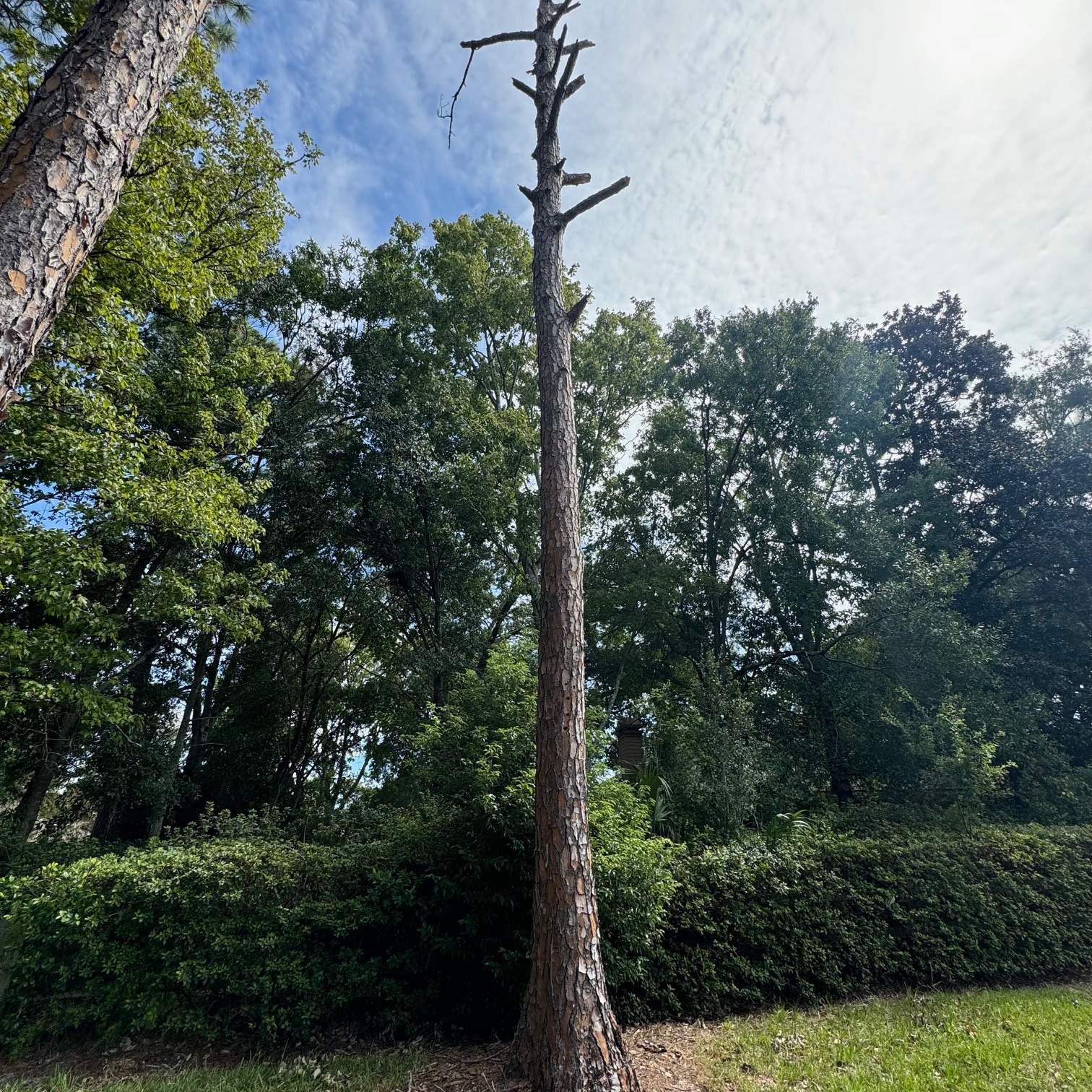 Deerwood Community | Dead Pine Removal by ProGreen Services