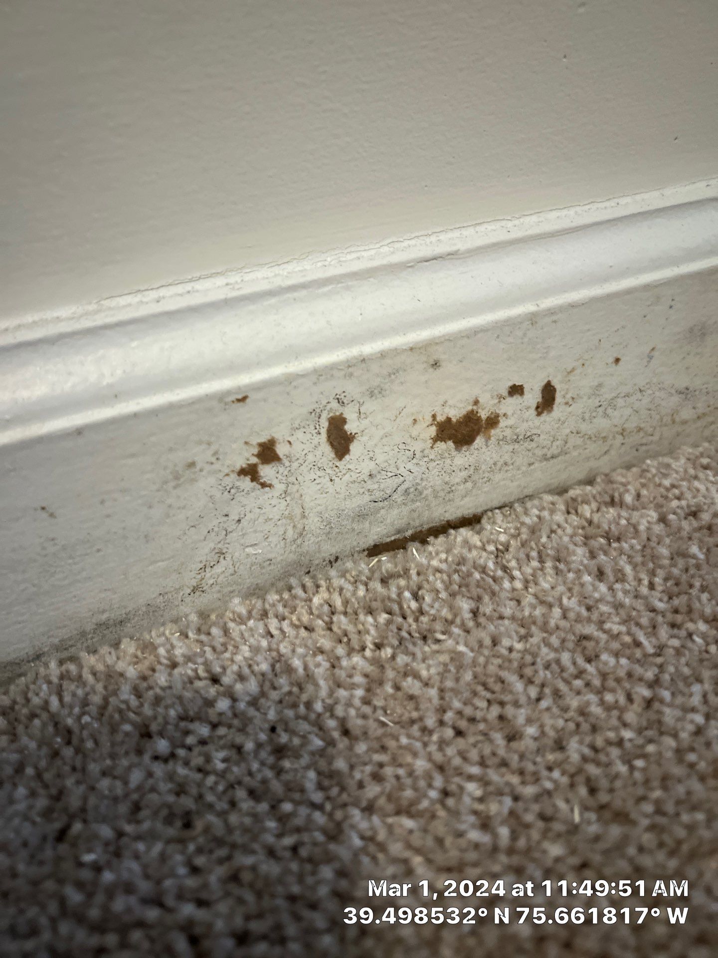 Water Damage Inspection & Basement Dryout – Middletown, DE by Healthy Home Solutions