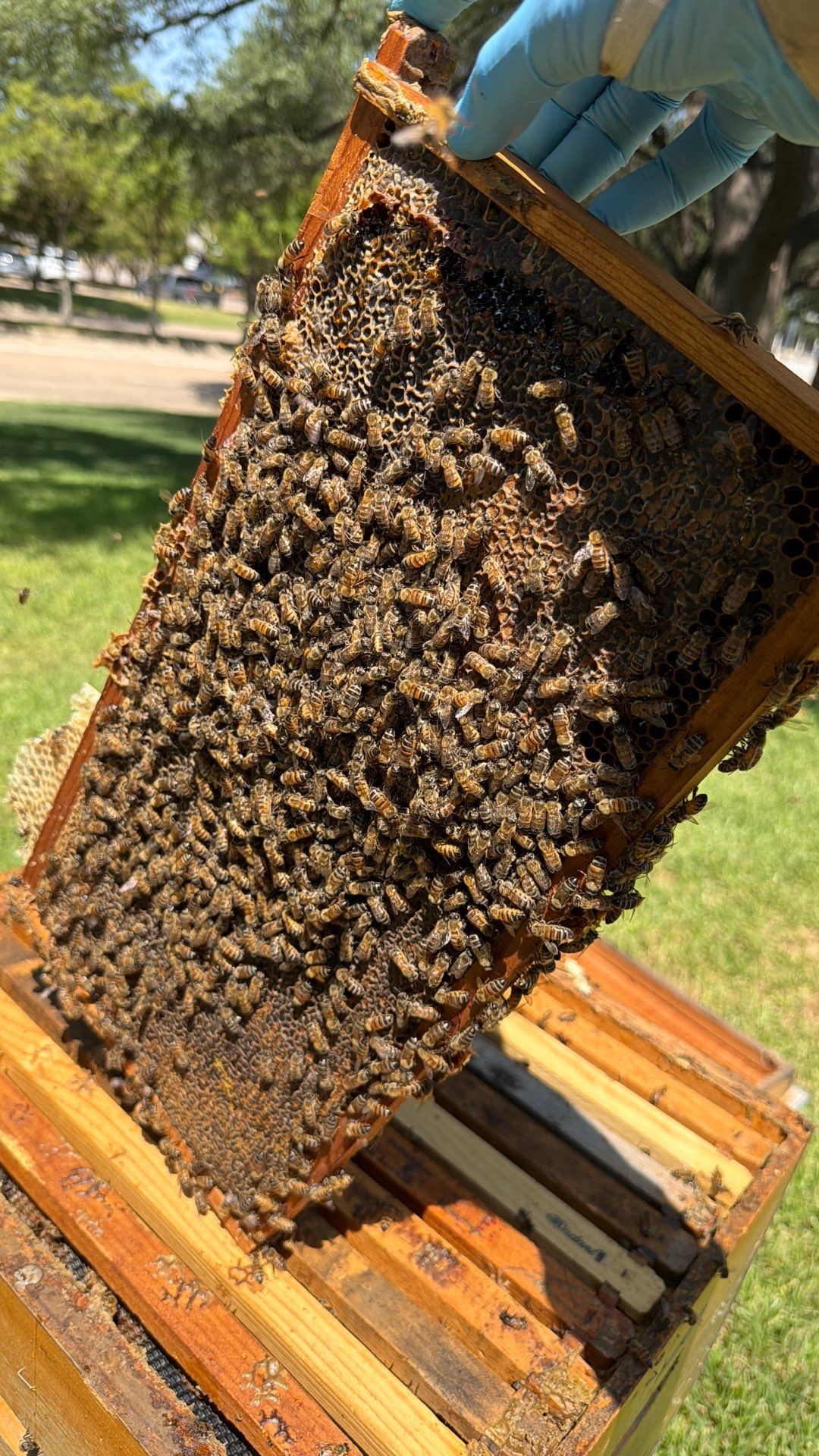 Addison by Rockwall Honey Bee Company