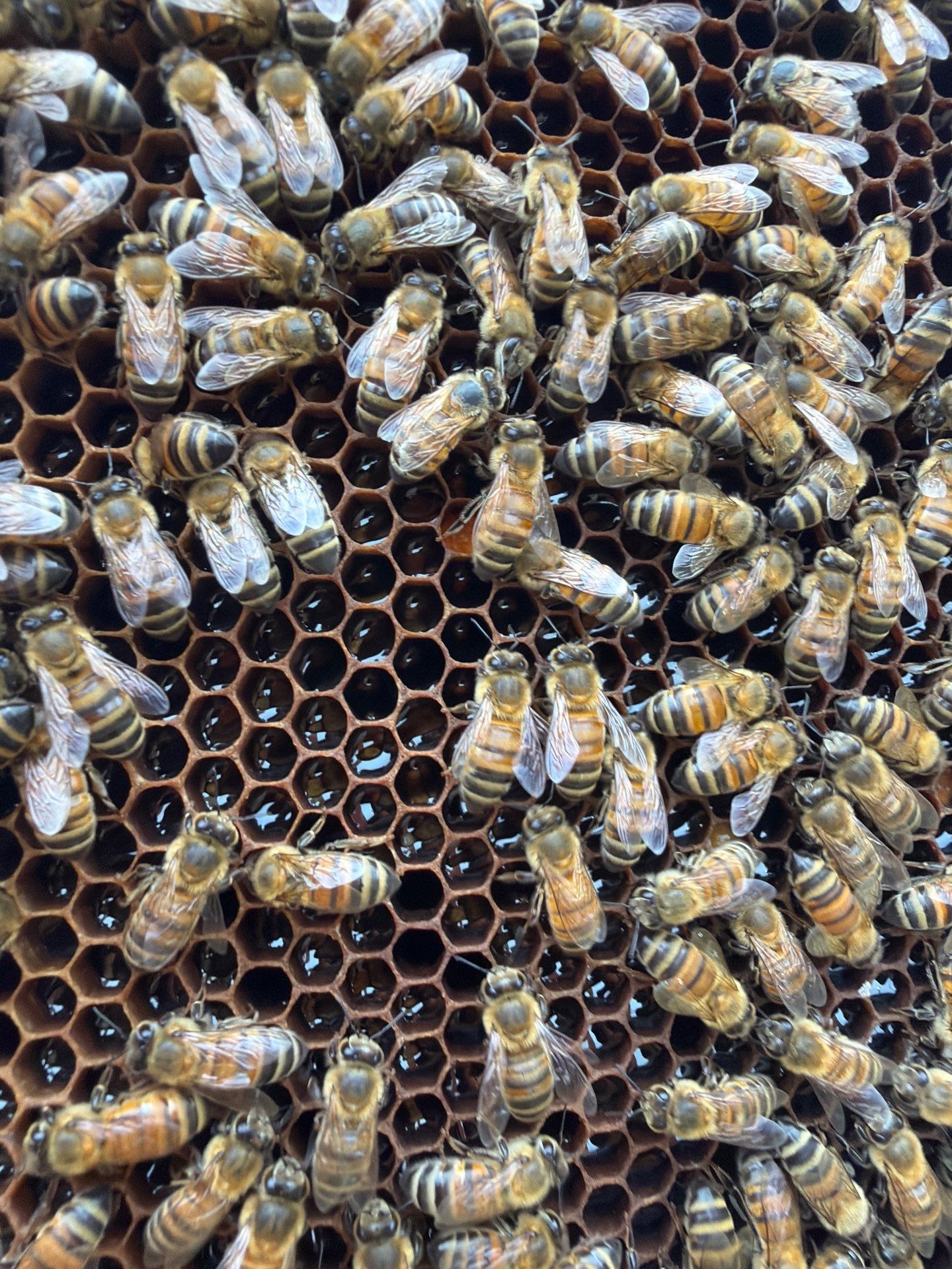 Poolside Bees at Apartment Complex by Rockwall Honey Bee Company