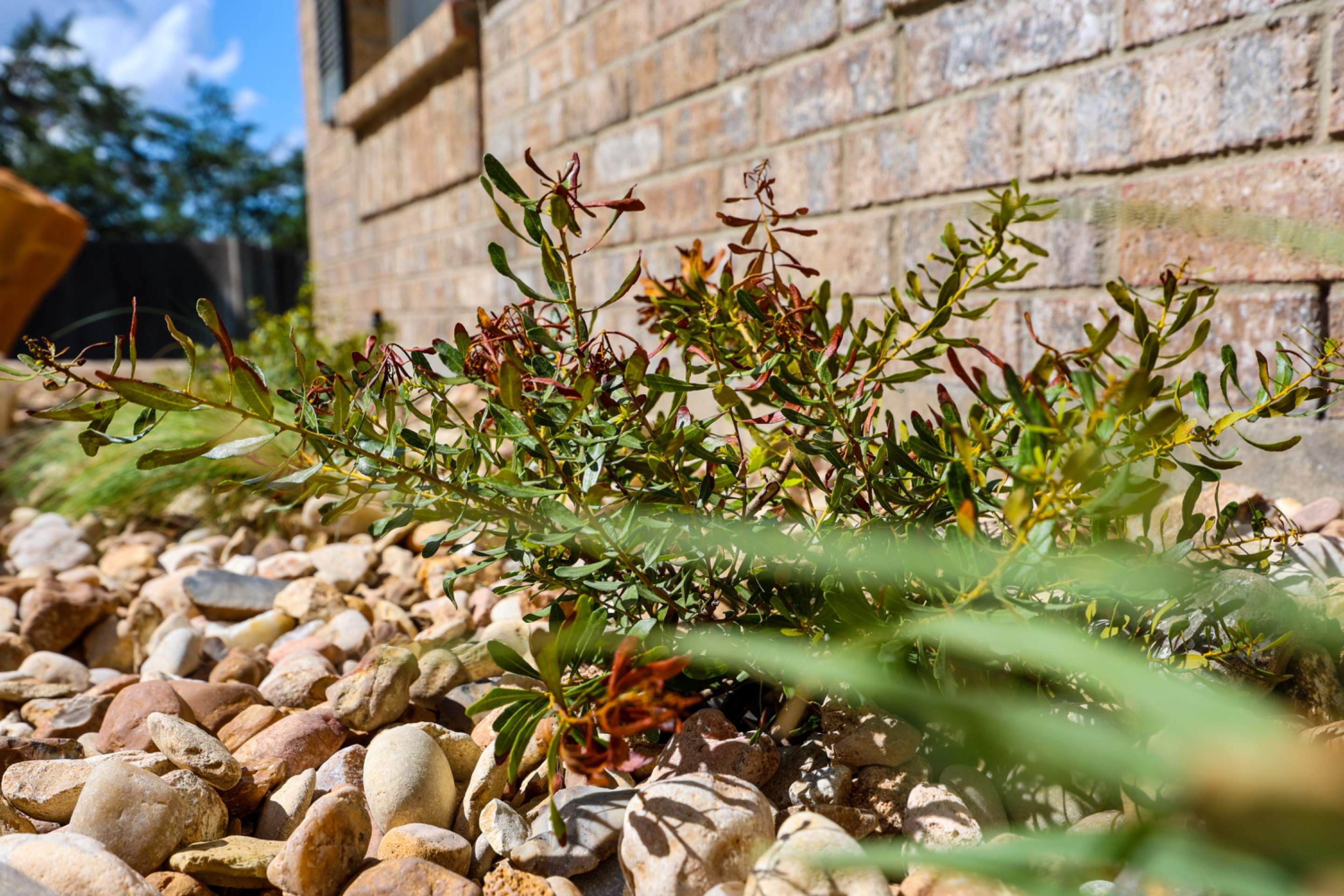 Stone Oak - San Antonio, TX by Hole In One Lawns, LLC