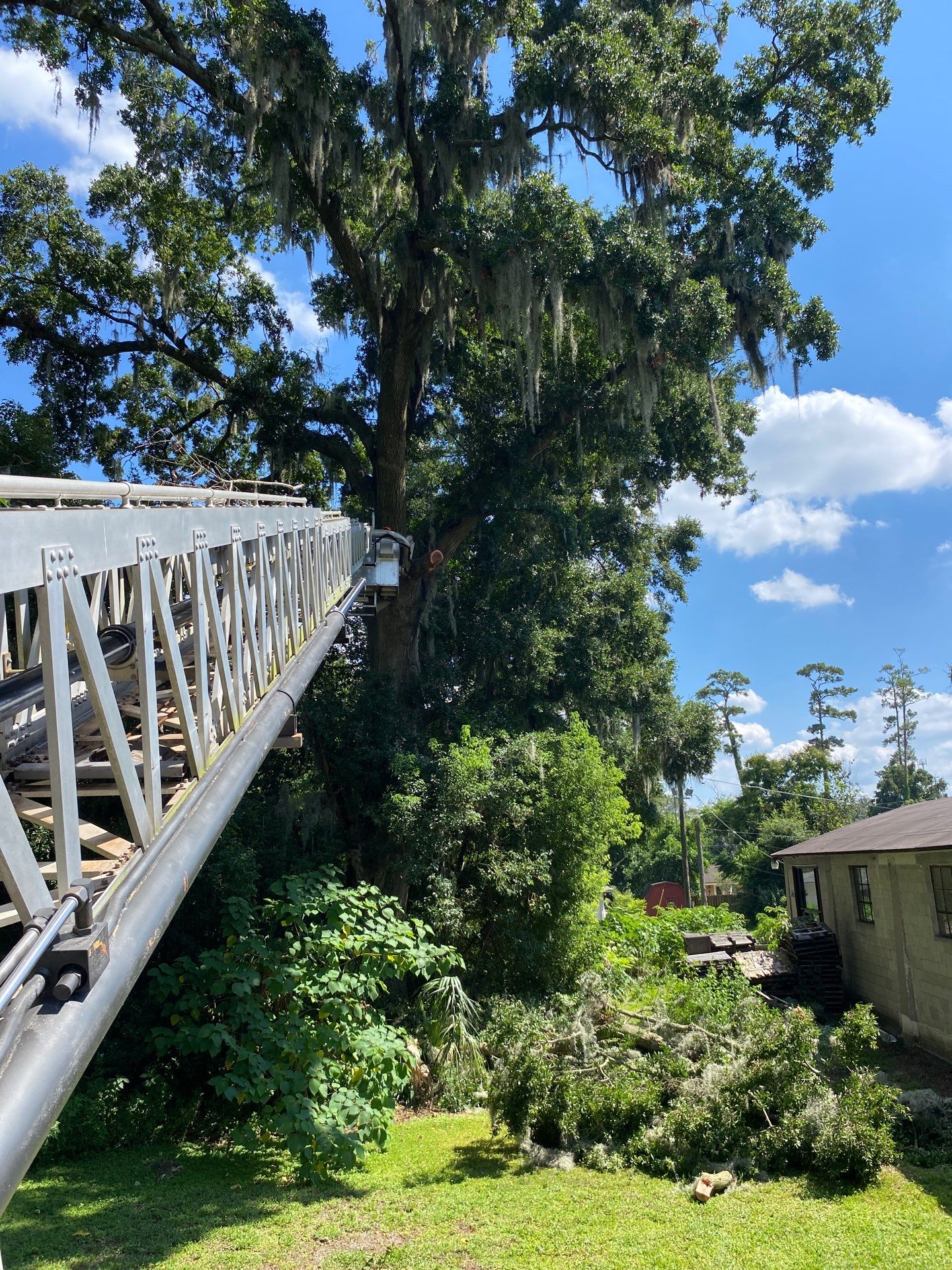 Commercial Property | Clean Up & Tree Removal by ProGreen Services