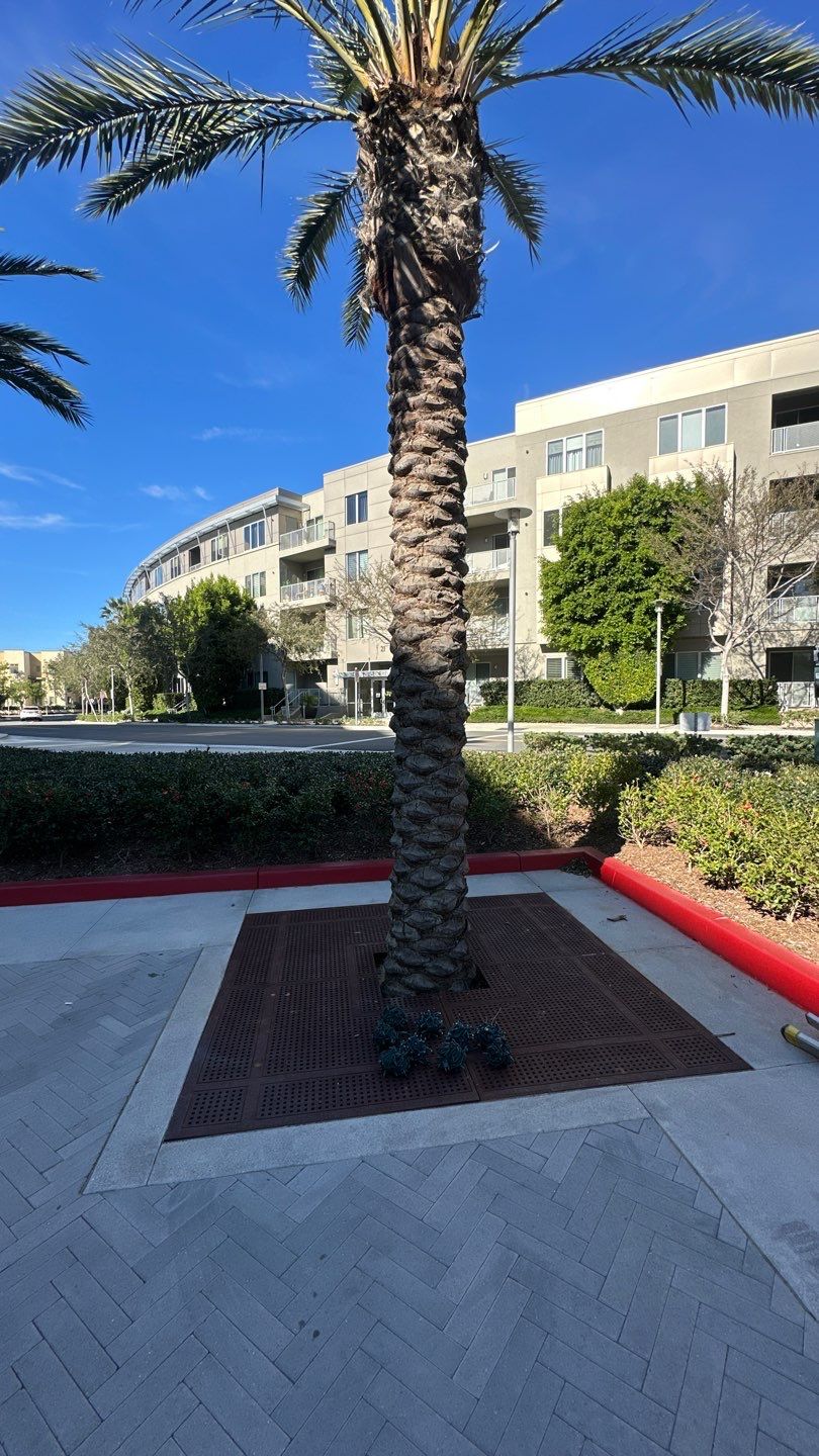 Newport HOA Holiday Lighting by Property Cleaning Experts