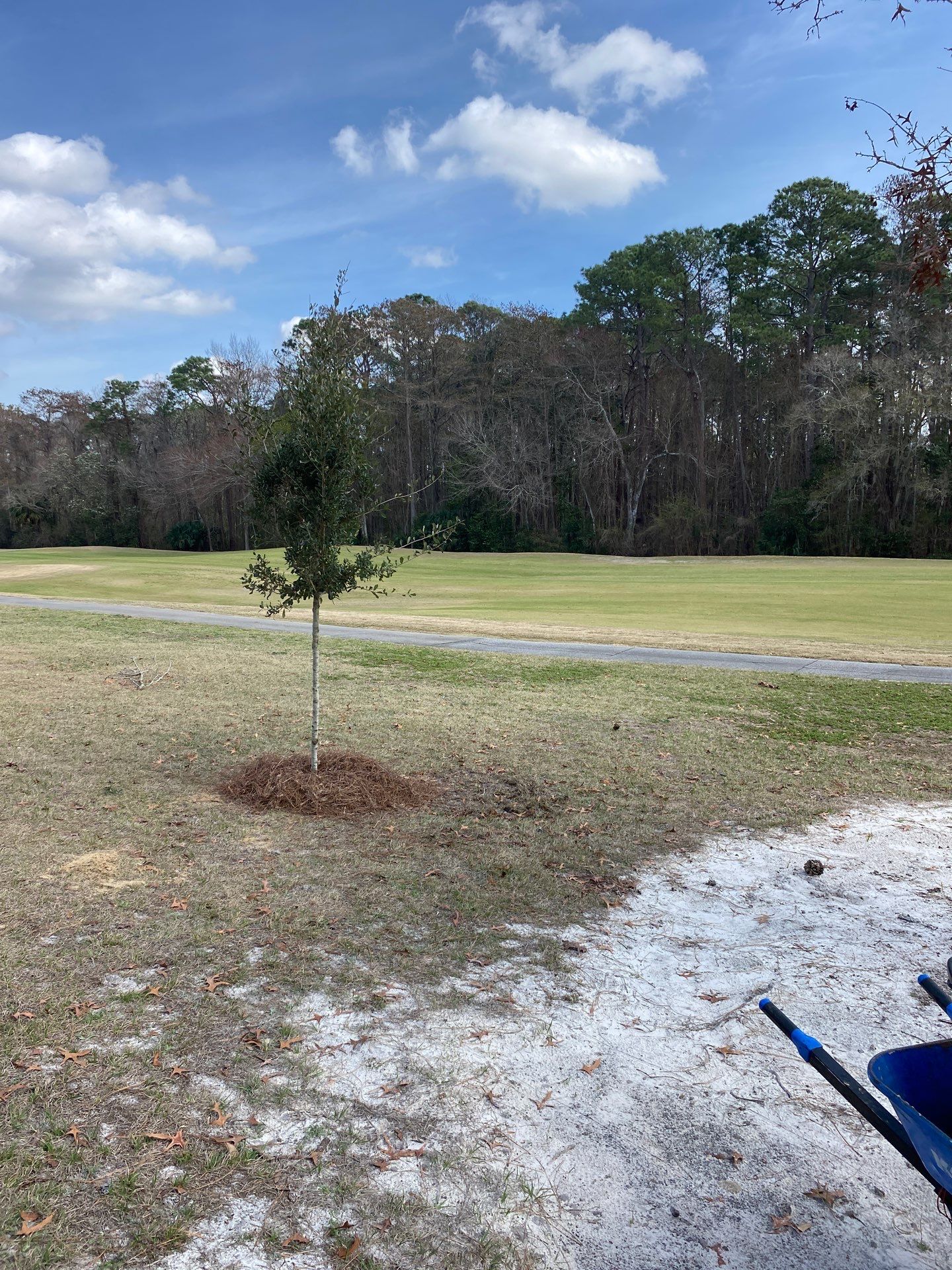 Deerwood Resident | Tree Install by ProGreen Services