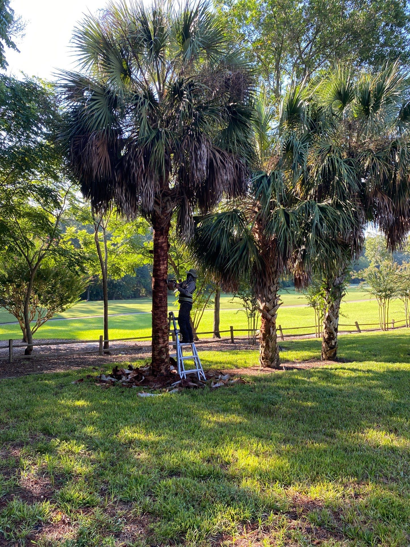 Deerwood Residence | Palm Tree Trimming by ProGreen Services