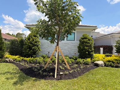 🌴✨ Canopy Creek Landscape Transformation! ✨🌿