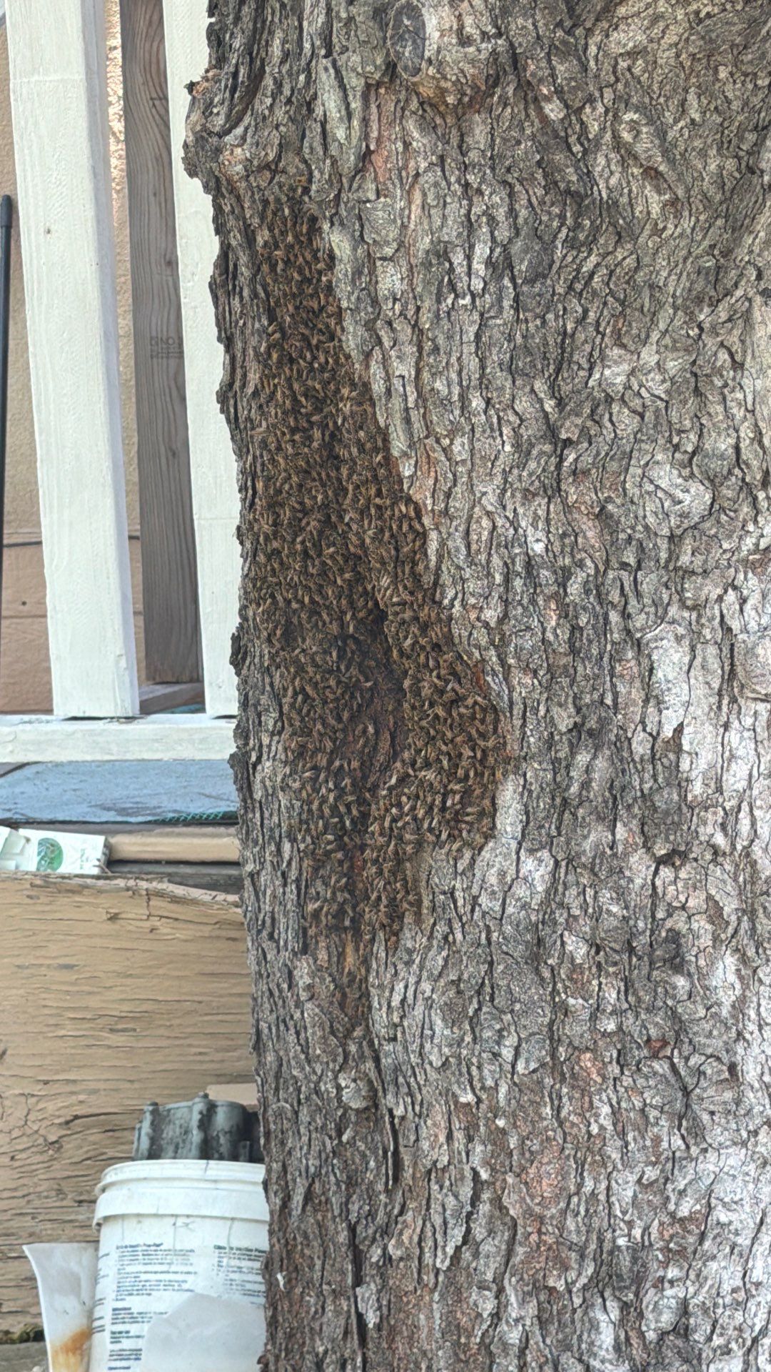 Chiesa Cavity Colony by Rockwall Honey Bee Company