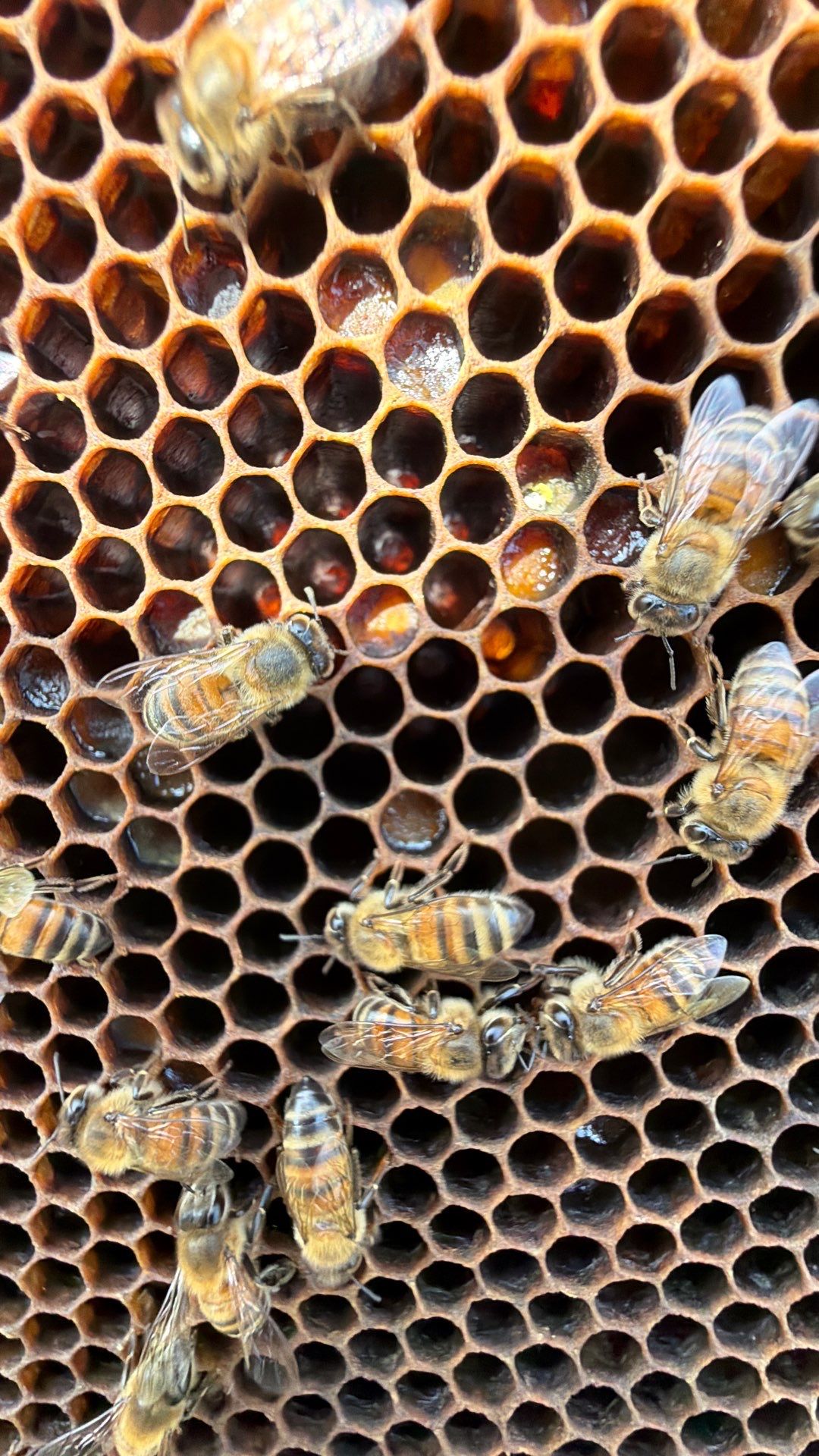 Baseball Diamond Apiary by Rockwall Honey Bee Company