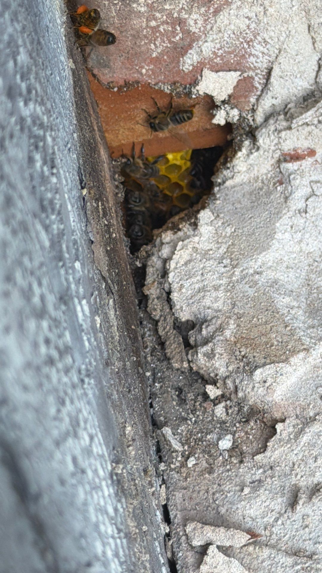 Project in Waxahachie, TX by Rockwall Honey Bee Company