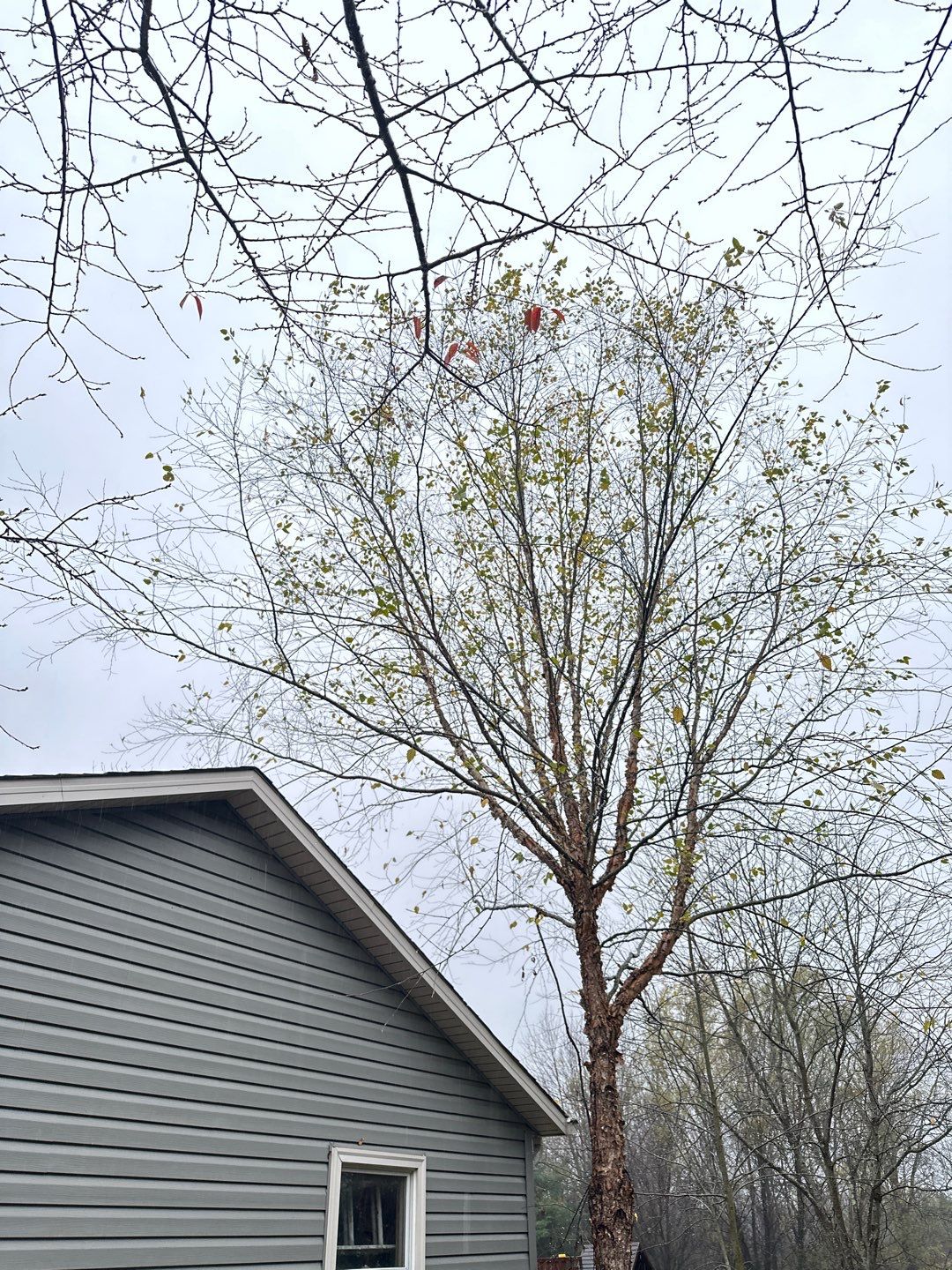 Tree Trimming using Tree Pruing by Mike Jones & Sons Tree Service LLC 