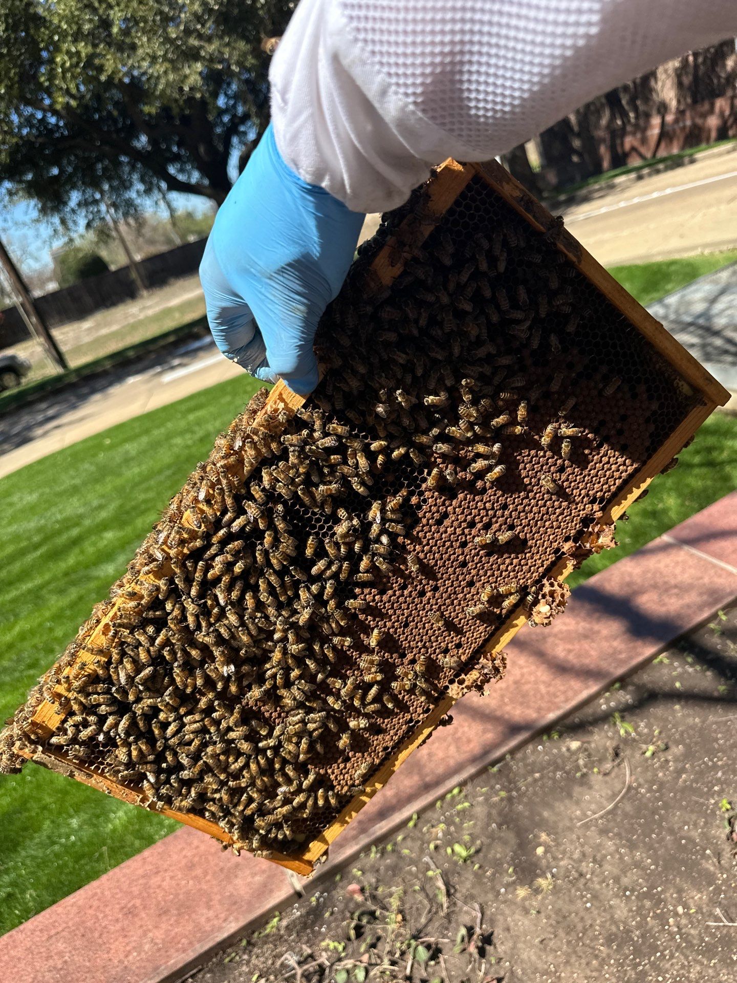 Urban Bees in North Dallas by Rockwall Honey Bee Company