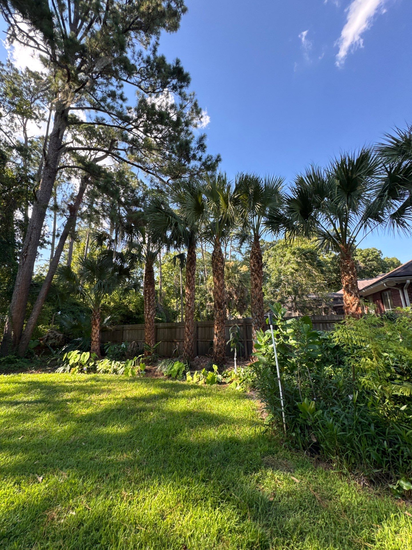 Deerwood Resident | Palm Tree Trimming & Booting by ProGreen Services