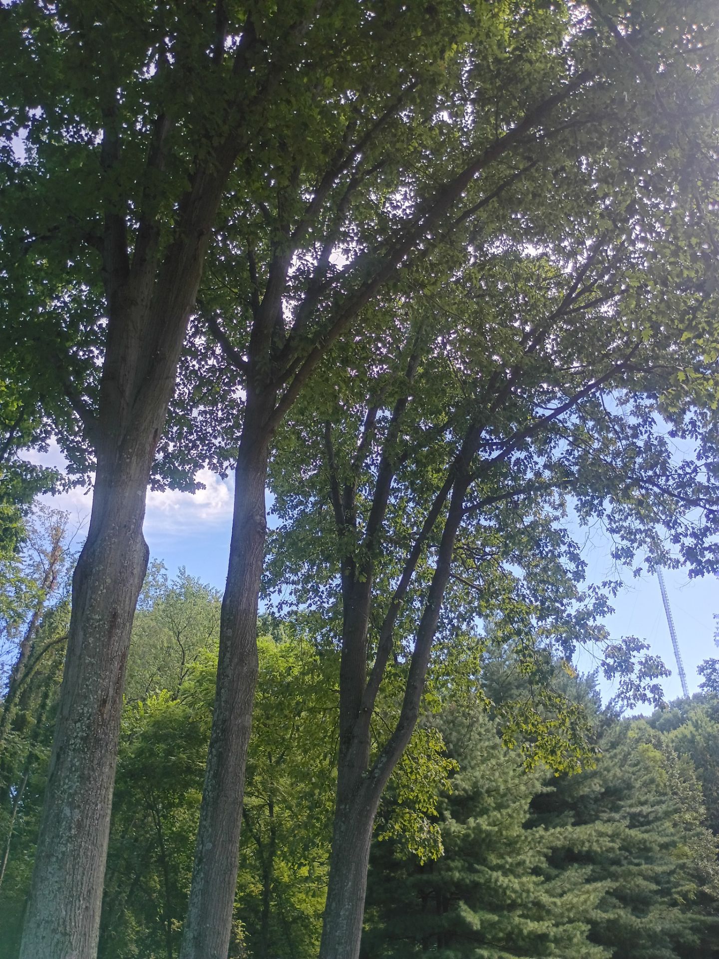 Tree Trimming & Tree Removal in Akron Ohio by Mike Jones & Sons Tree Service LLC 
